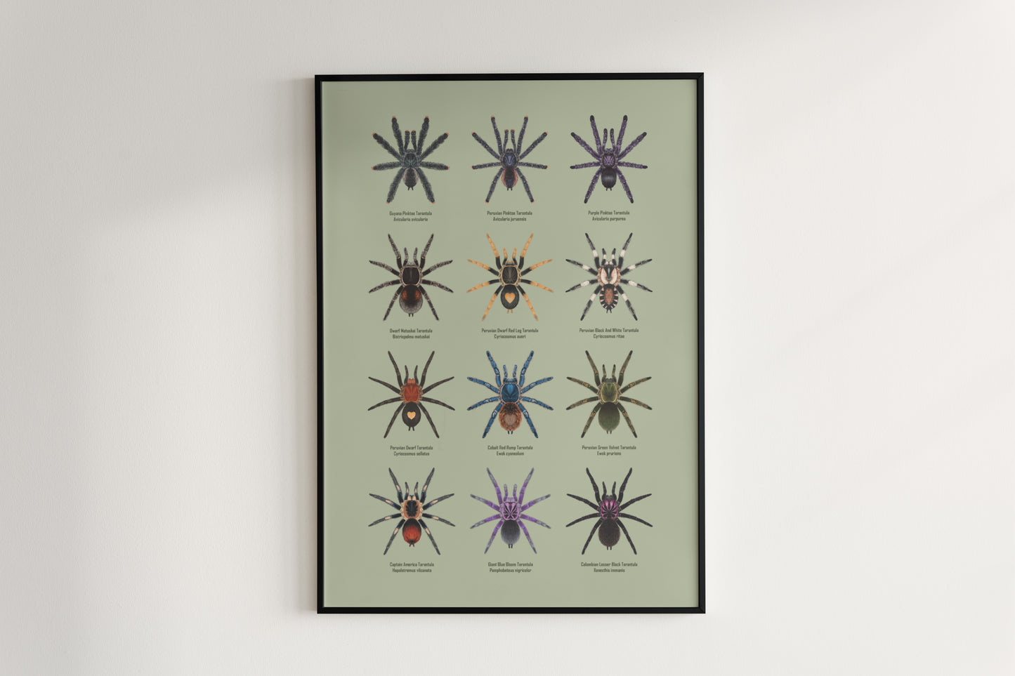Tarantulas of Peru Poster from The Silk Ranch