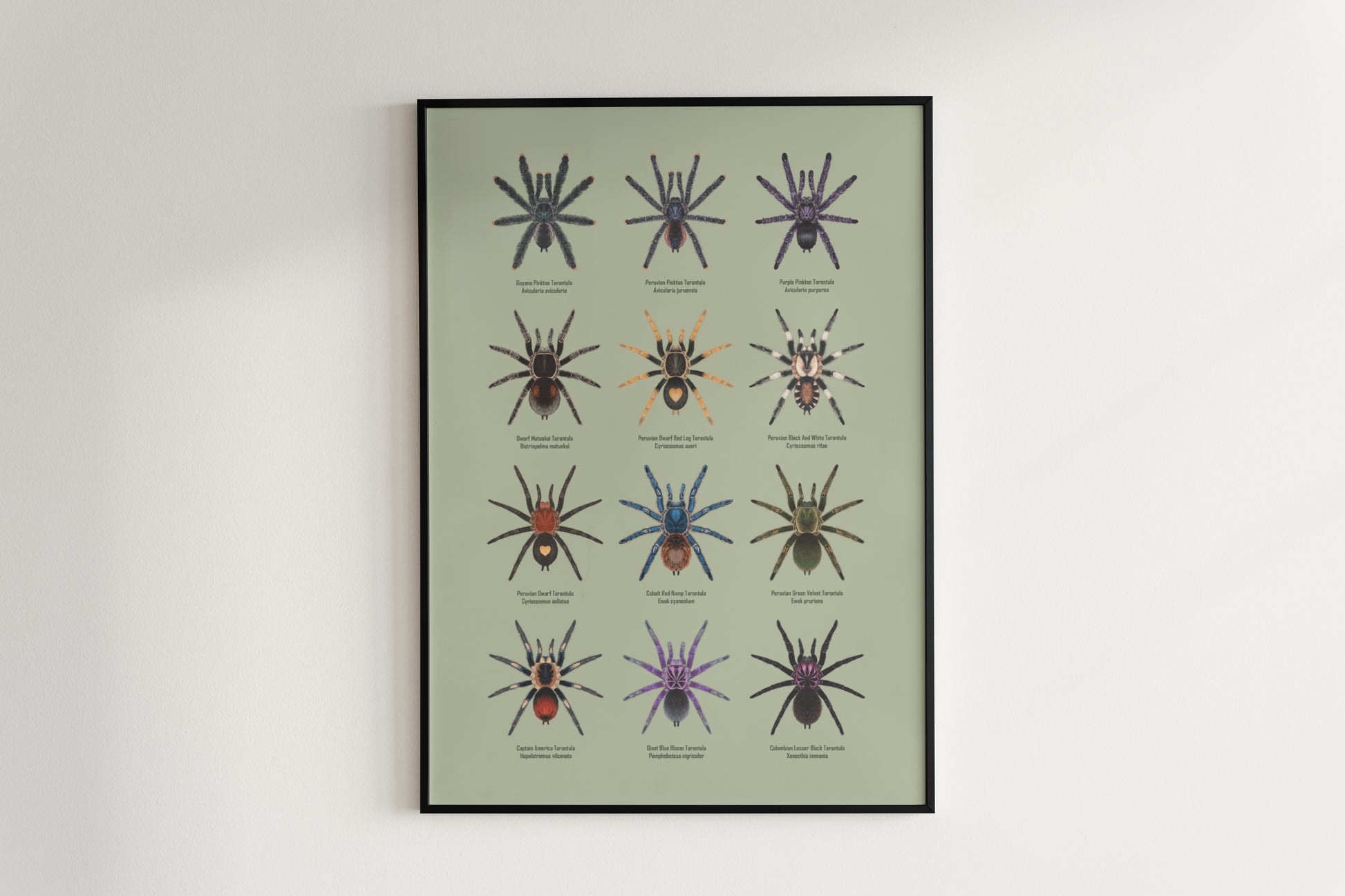 Tarantulas of Peru Poster from The Silk Ranch