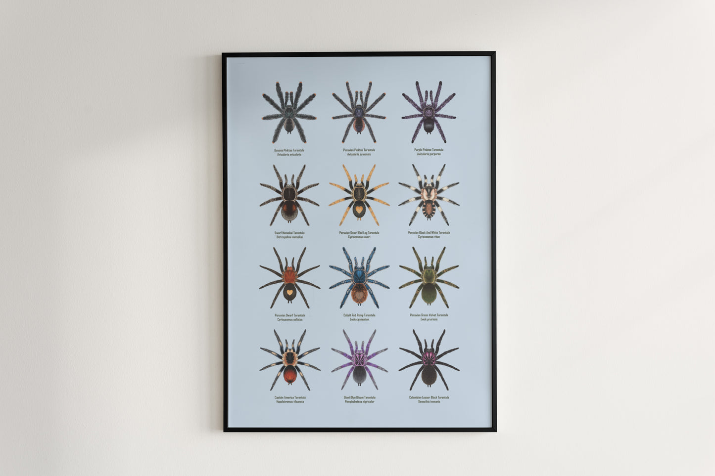 Tarantulas of Peru Poster from The Silk Ranch
