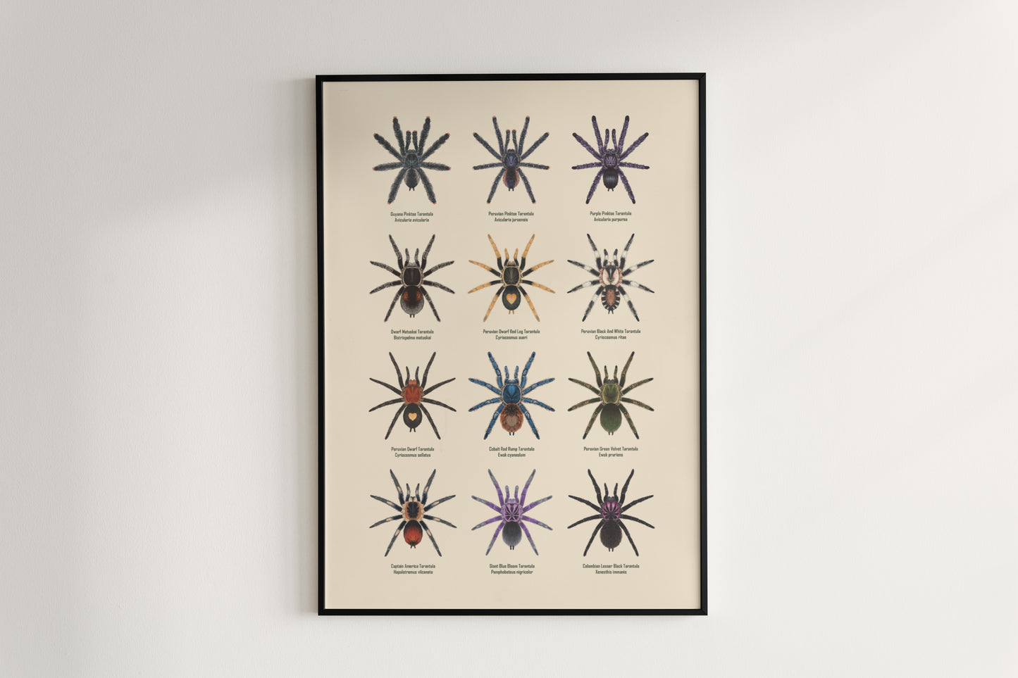 Tarantulas of Peru Poster from The Silk Ranch