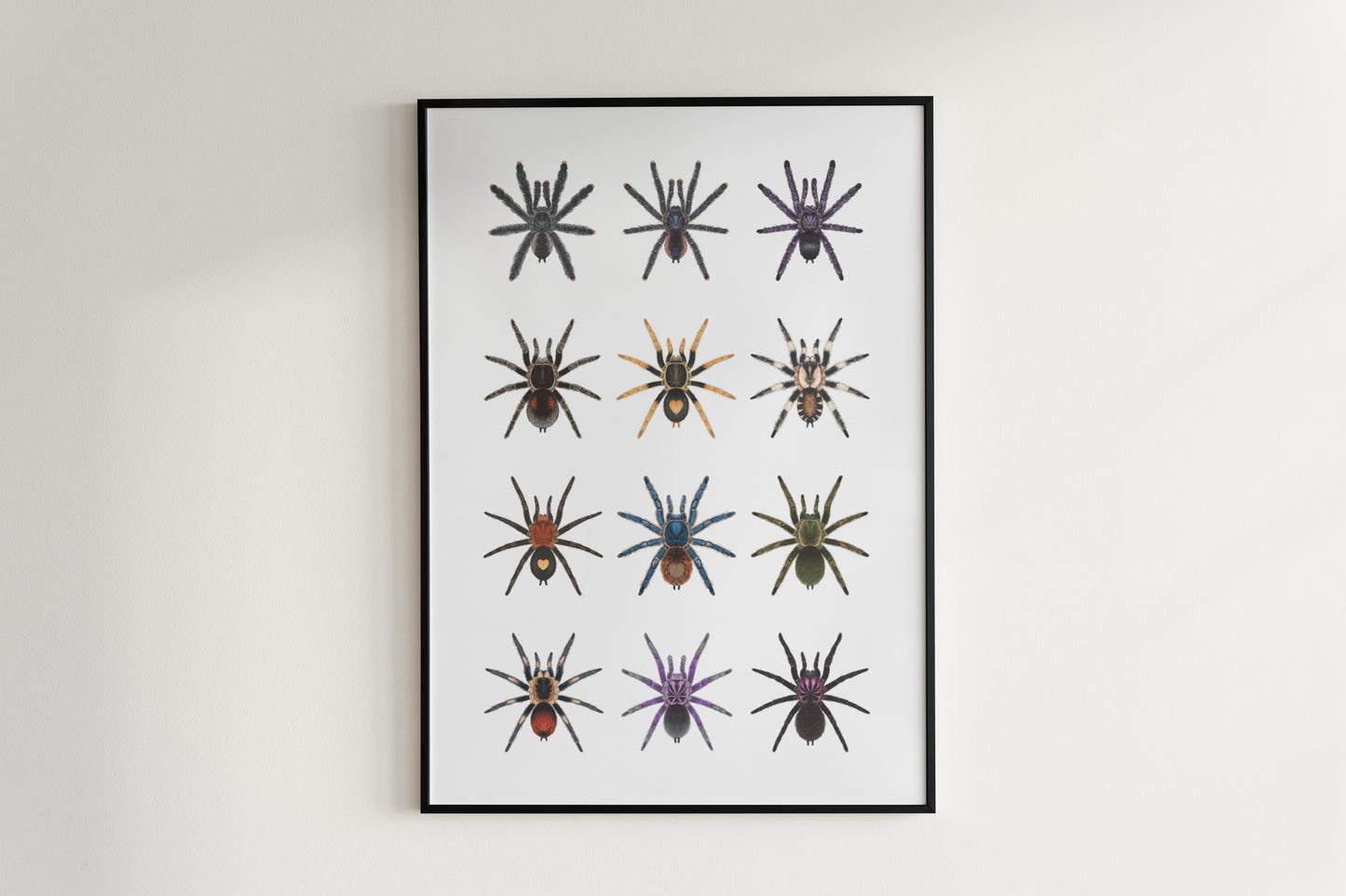 Tarantulas of Peru Poster from The Silk Ranch