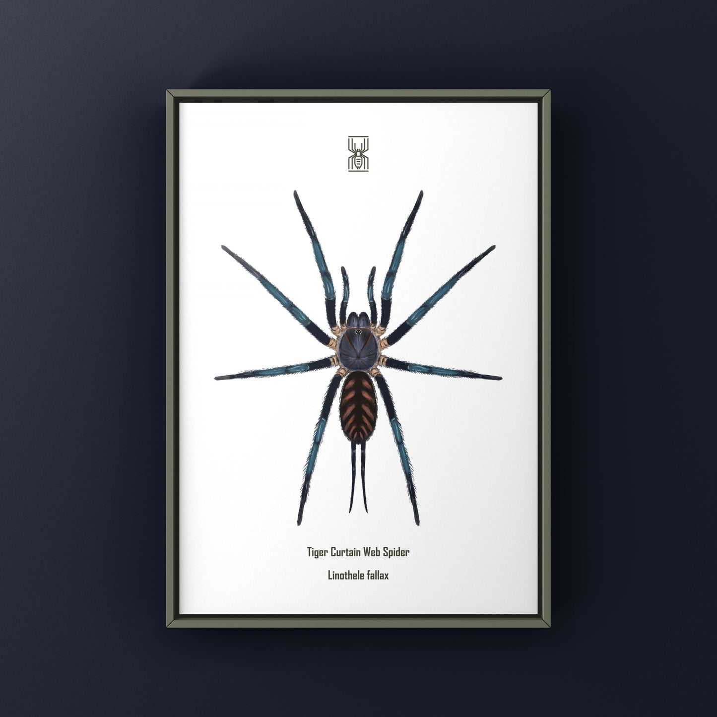Tiger Curtain Web Spider, Linothele Fallax, Photographic Art Print from The Silk Ranch