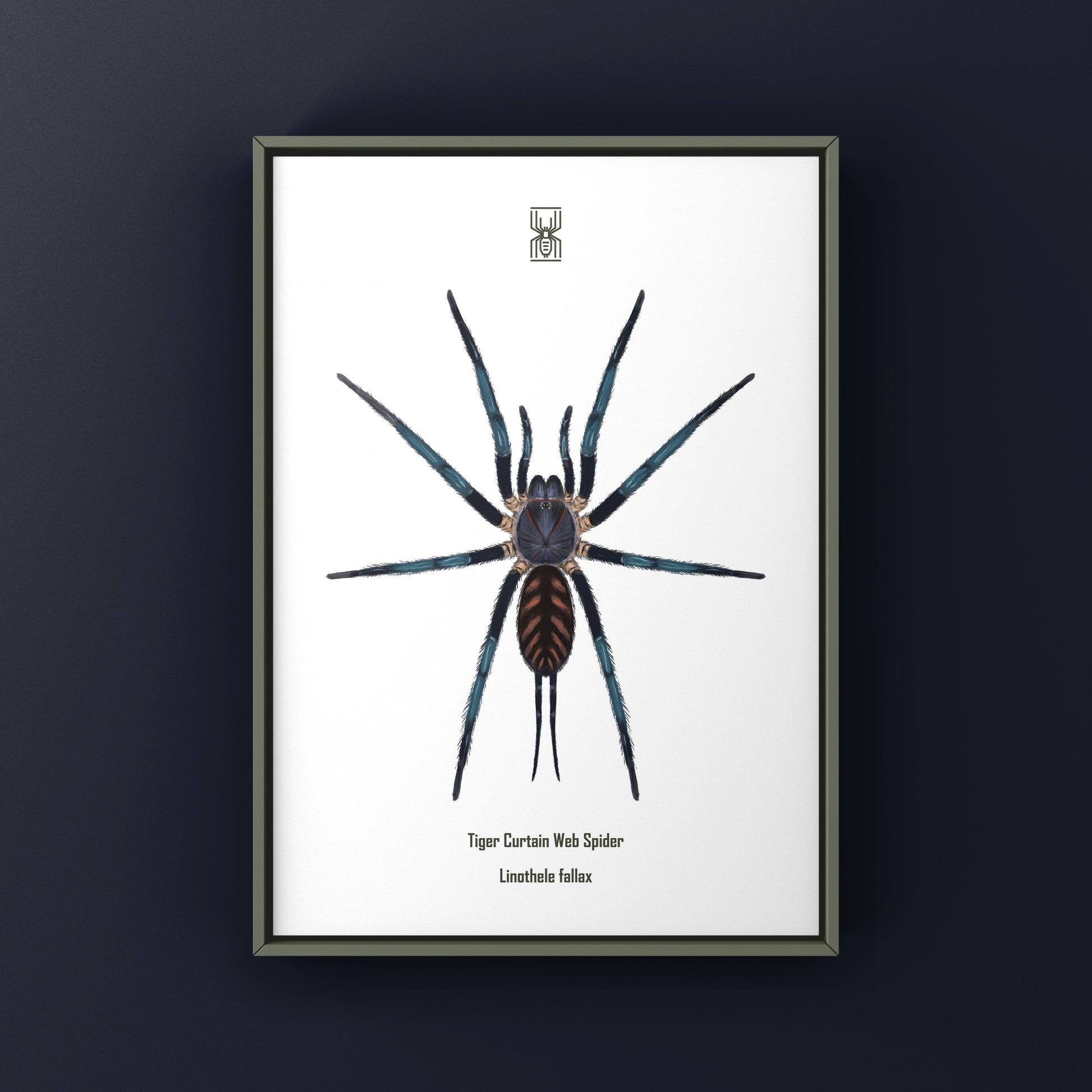 Tiger Curtain Web Spider, Linothele Fallax, Photographic Art Print from The Silk Ranch