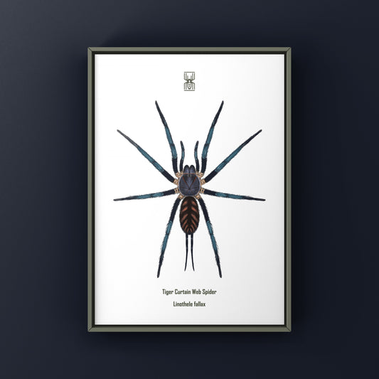 Tiger Curtain Web Spider, Linothele Fallax, Photographic Art Print from The Silk Ranch