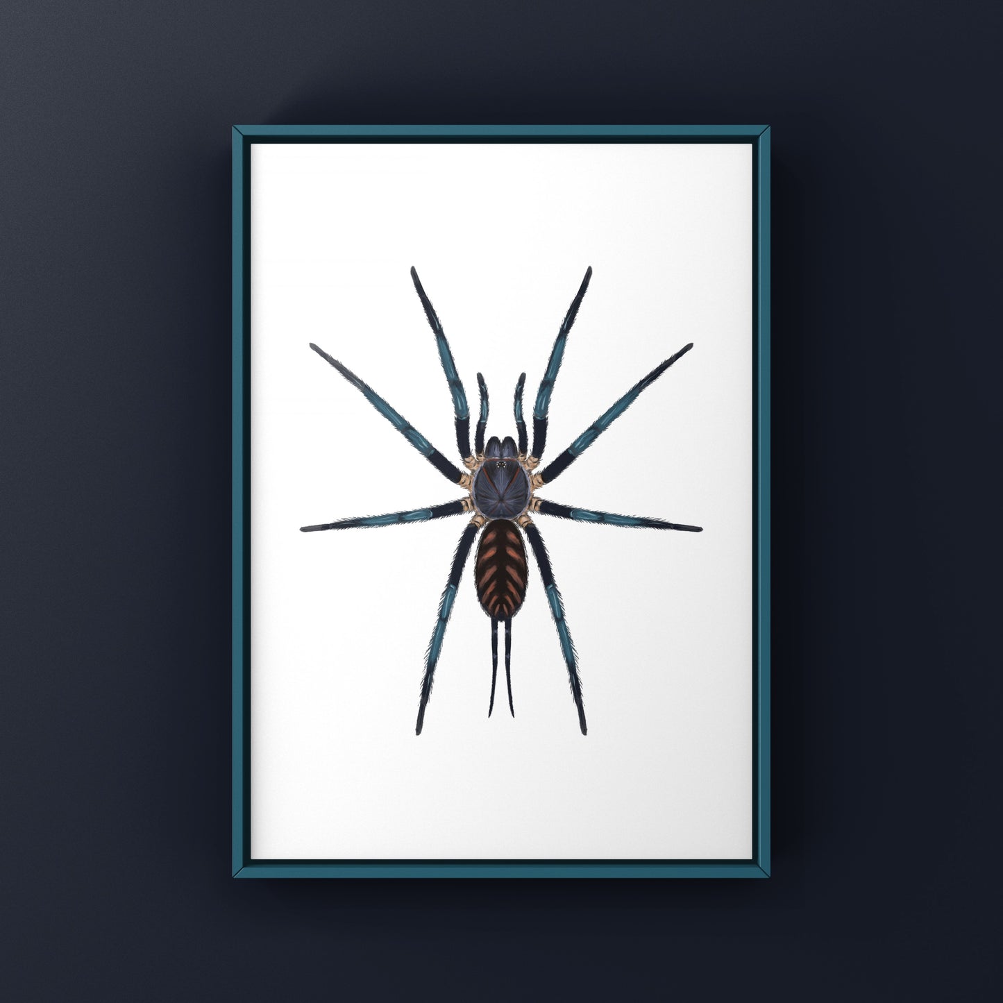 Tiger Curtain Web Spider, Linothele Fallax, Photographic Art Print from The Silk Ranch