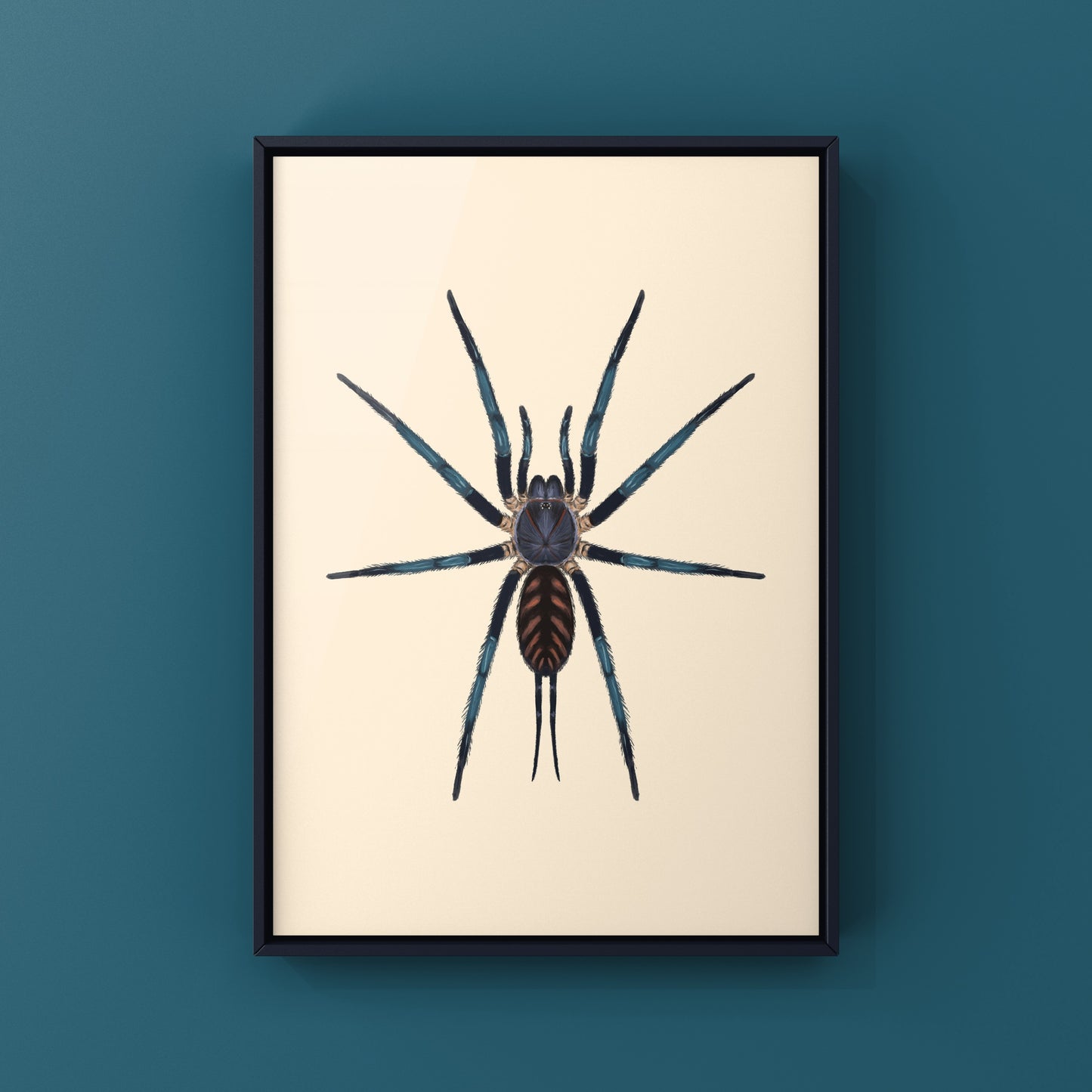 Tiger Curtain Web Spider, Linothele Fallax, Photographic Art Print from The Silk Ranch