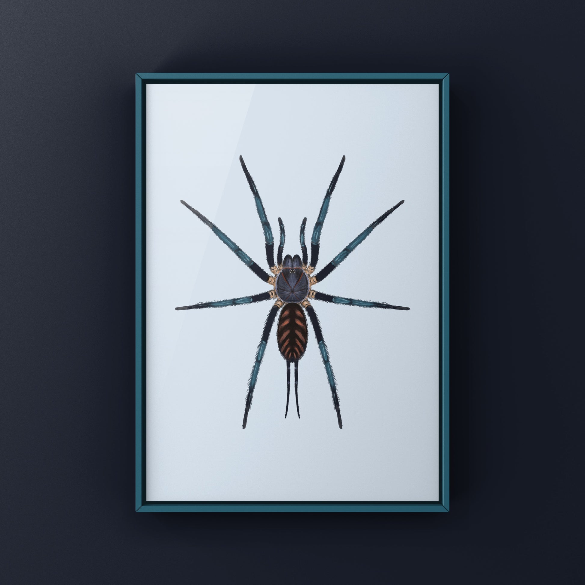 Tiger Curtain Web Spider, Linothele Fallax, Photographic Art Print from The Silk Ranch