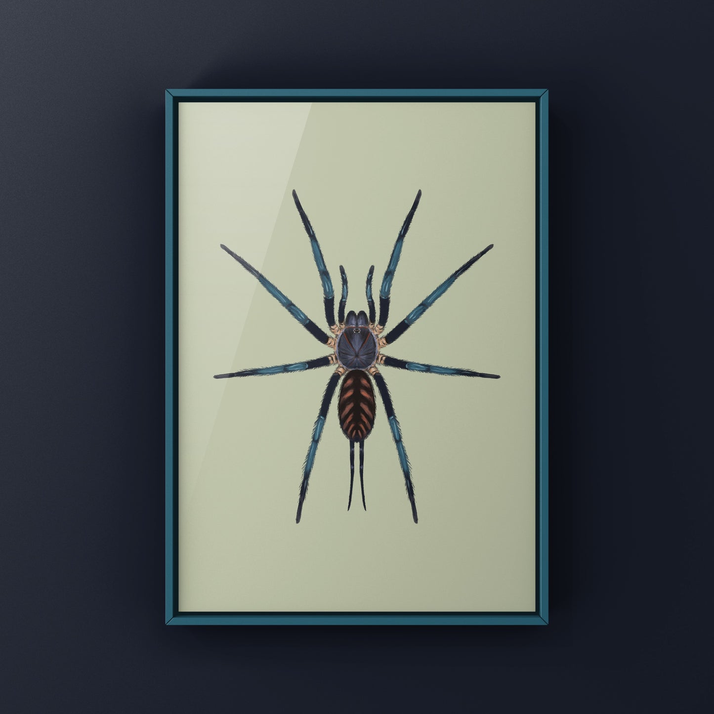 Tiger Curtain Web Spider, Linothele Fallax, Photographic Art Print from The Silk Ranch