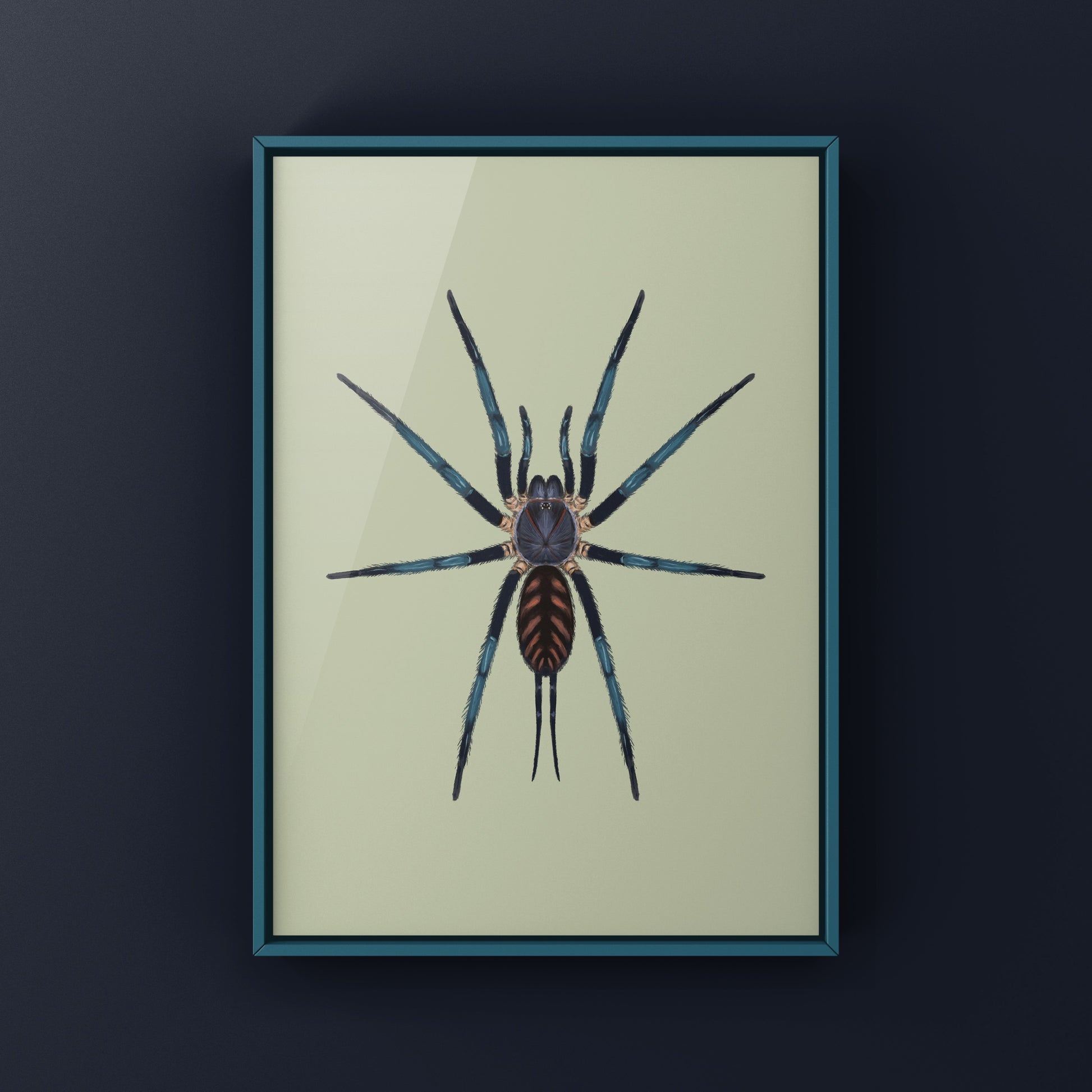 Tiger Curtain Web Spider, Linothele Fallax, Photographic Art Print from The Silk Ranch