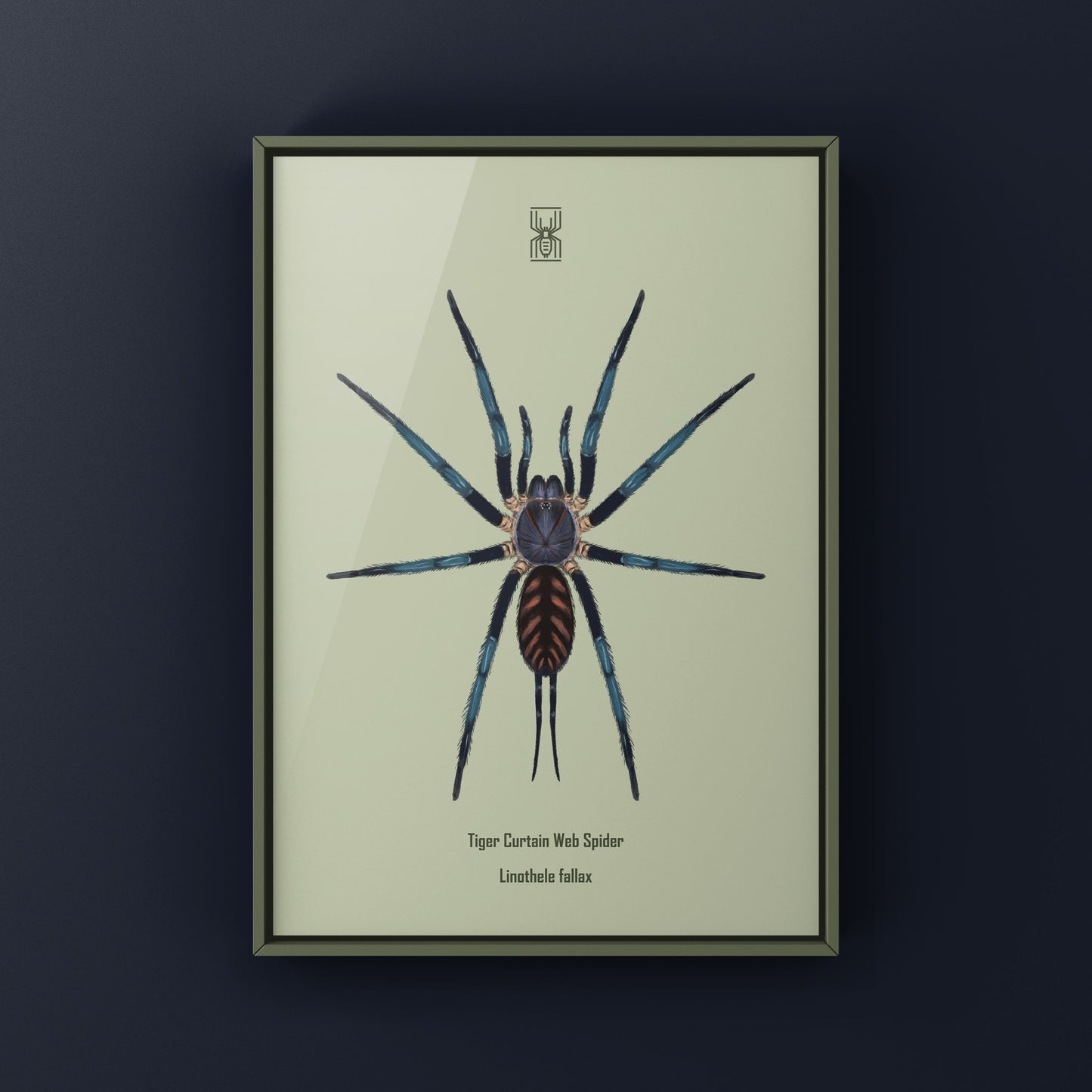 Tiger Curtain Web Spider, Linothele Fallax, Photographic Art Print from The Silk Ranch