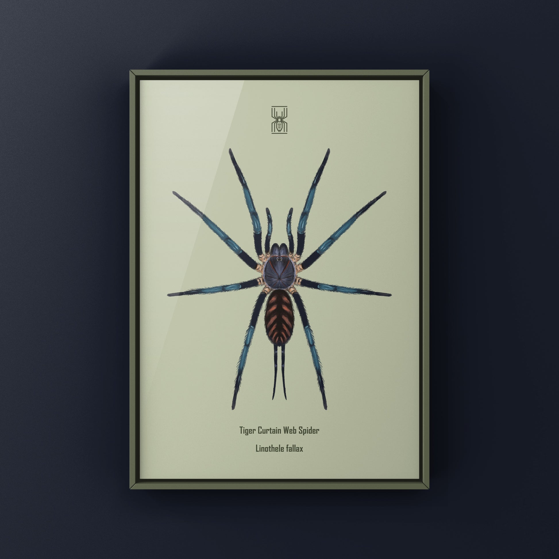 Tiger Curtain Web Spider, Linothele Fallax, Photographic Art Print from The Silk Ranch