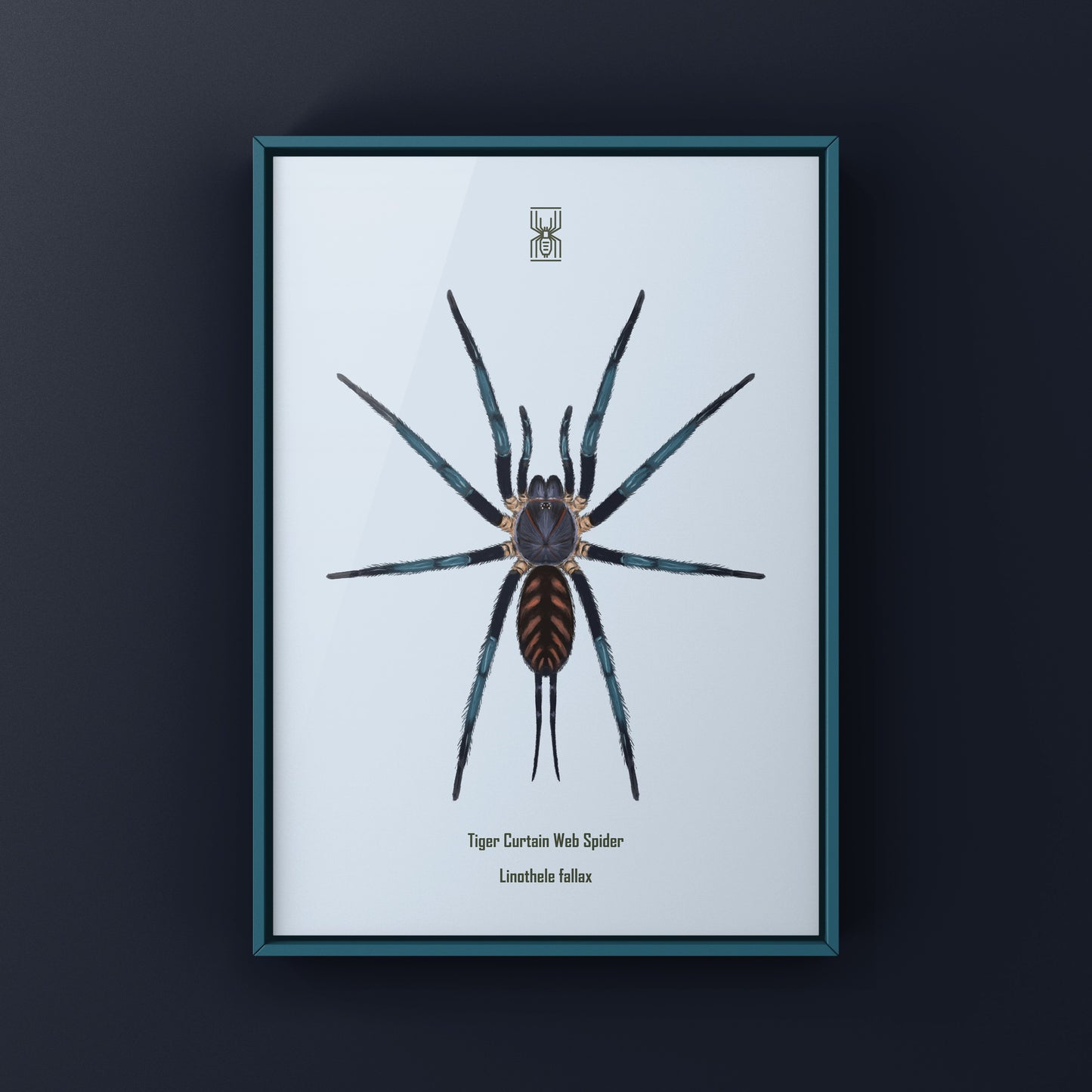 Tiger Curtain Web Spider, Linothele Fallax, Photographic Art Print from The Silk Ranch