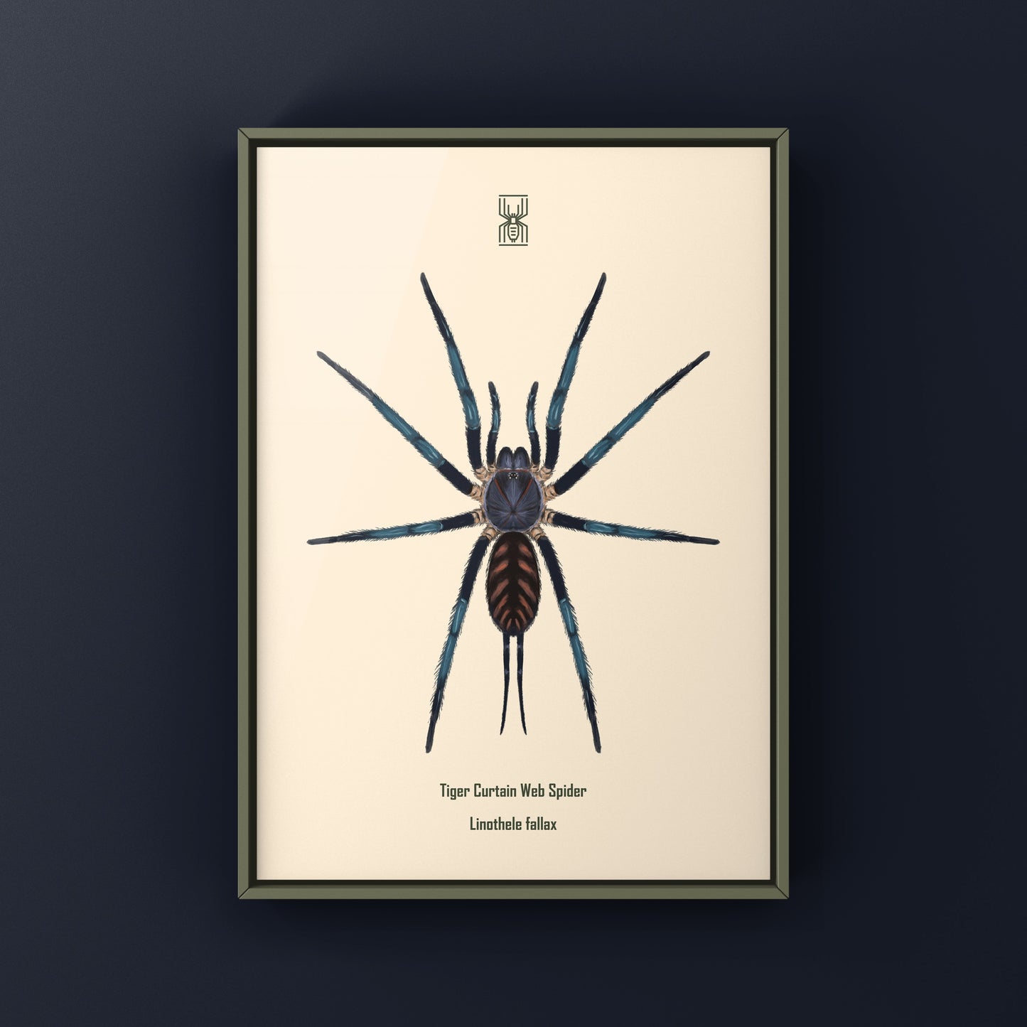 Tiger Curtain Web Spider, Linothele Fallax, Photographic Art Print from The Silk Ranch