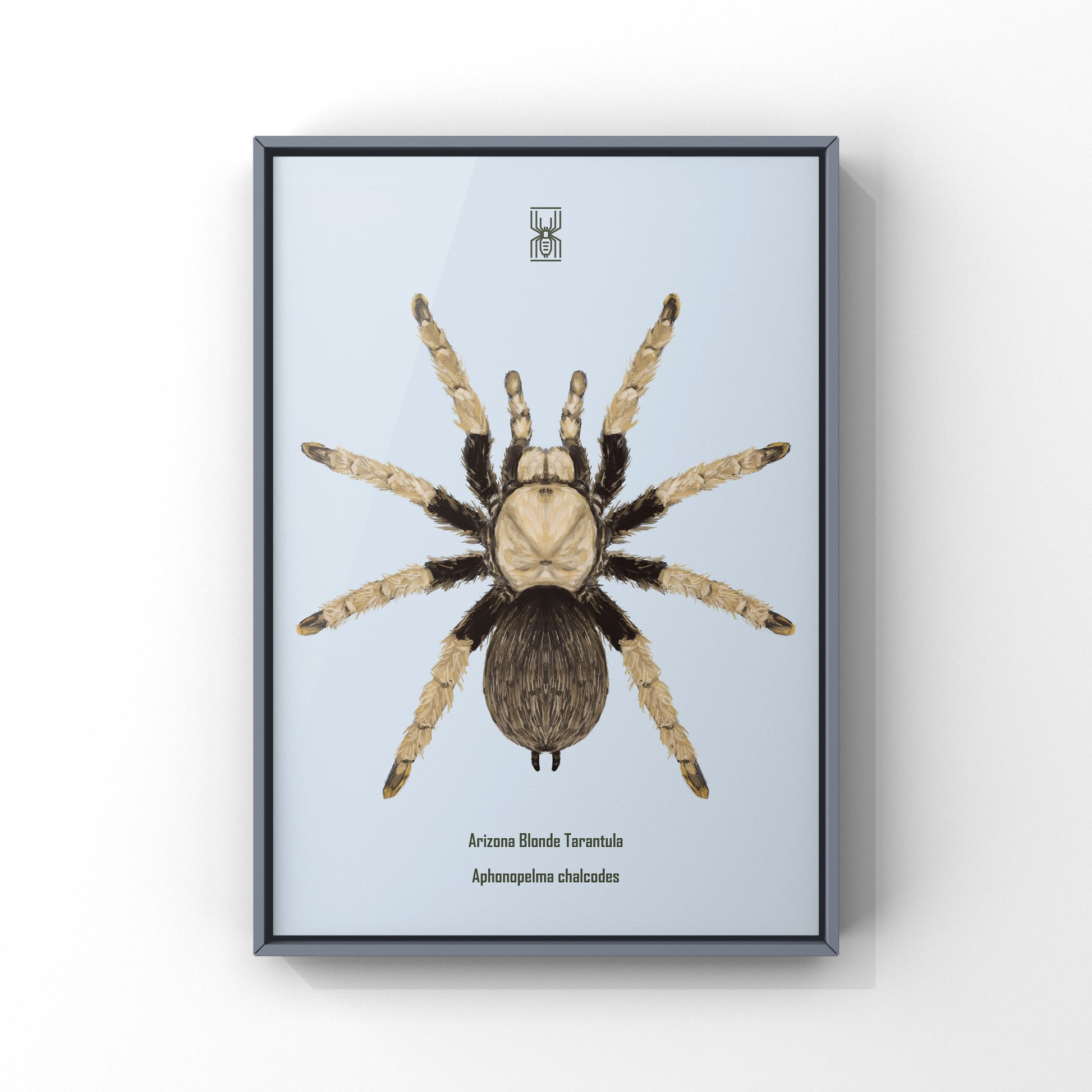 Arizona Blonde Tarantula, Aphonopelma Chalcodes, Photographic Art Print from The Silk Ranch