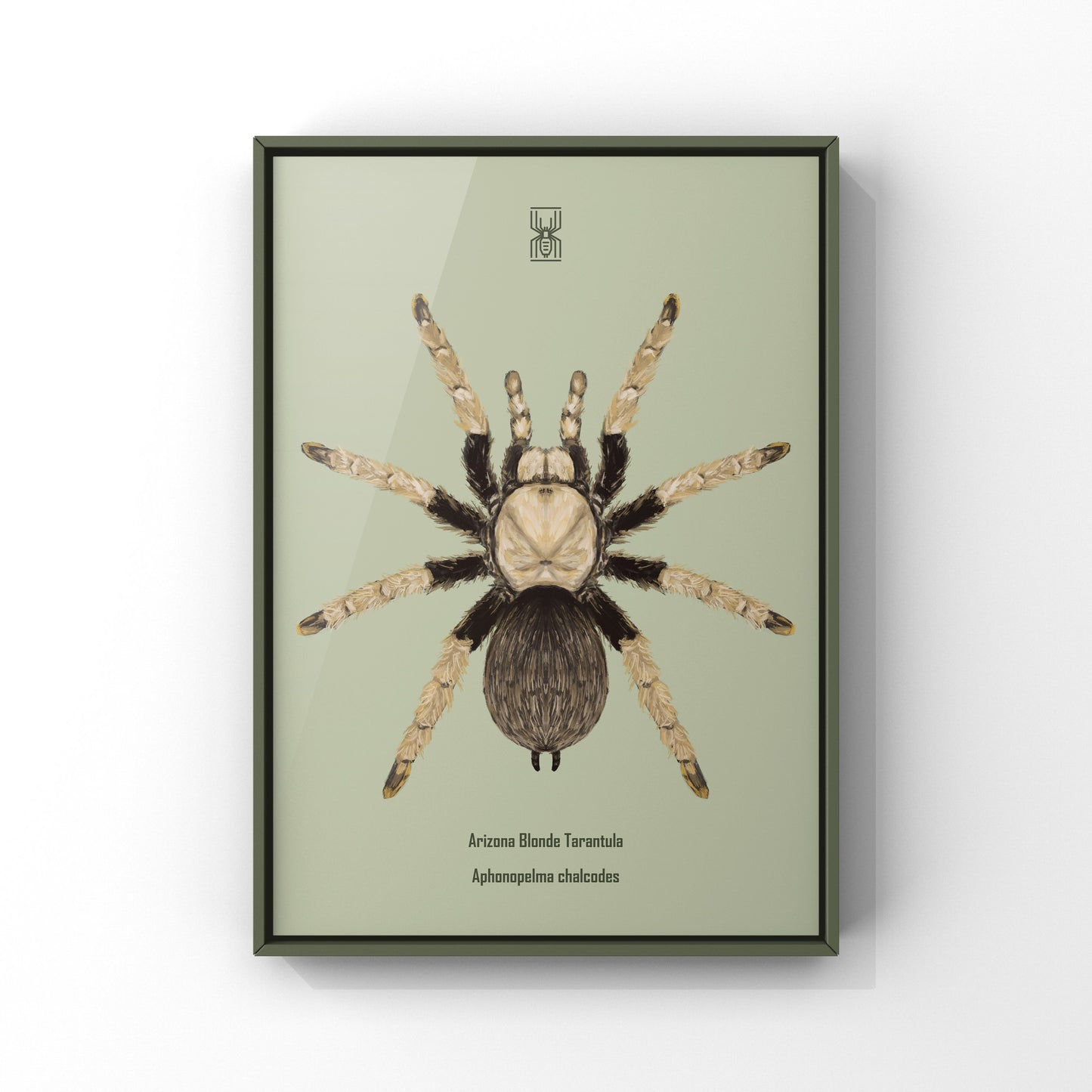 Arizona Blonde Tarantula, Aphonopelma Chalcodes, Photographic Art Print from The Silk Ranch