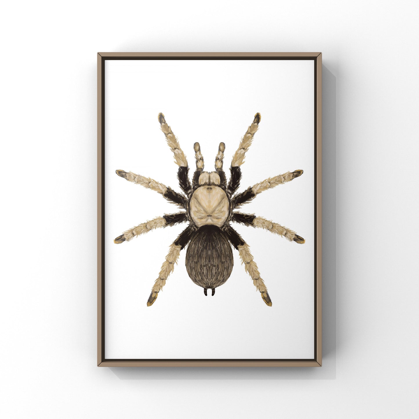 Arizona Blonde Tarantula, Aphonopelma Chalcodes, Photographic Art Print from The Silk Ranch