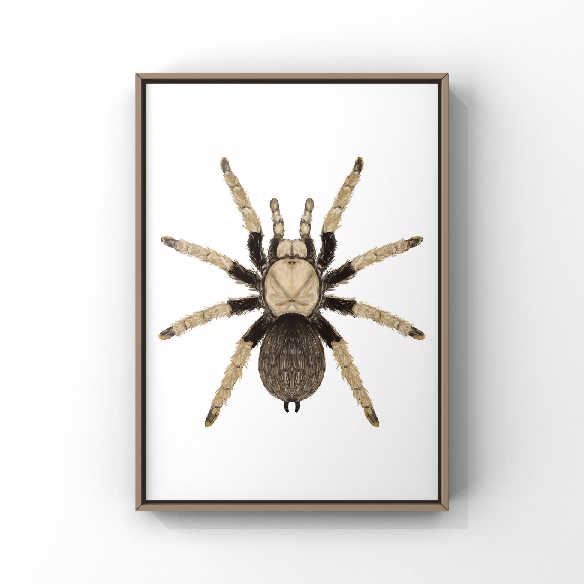 Arizona Blonde Tarantula, Aphonopelma Chalcodes, Photographic Art Print from The Silk Ranch