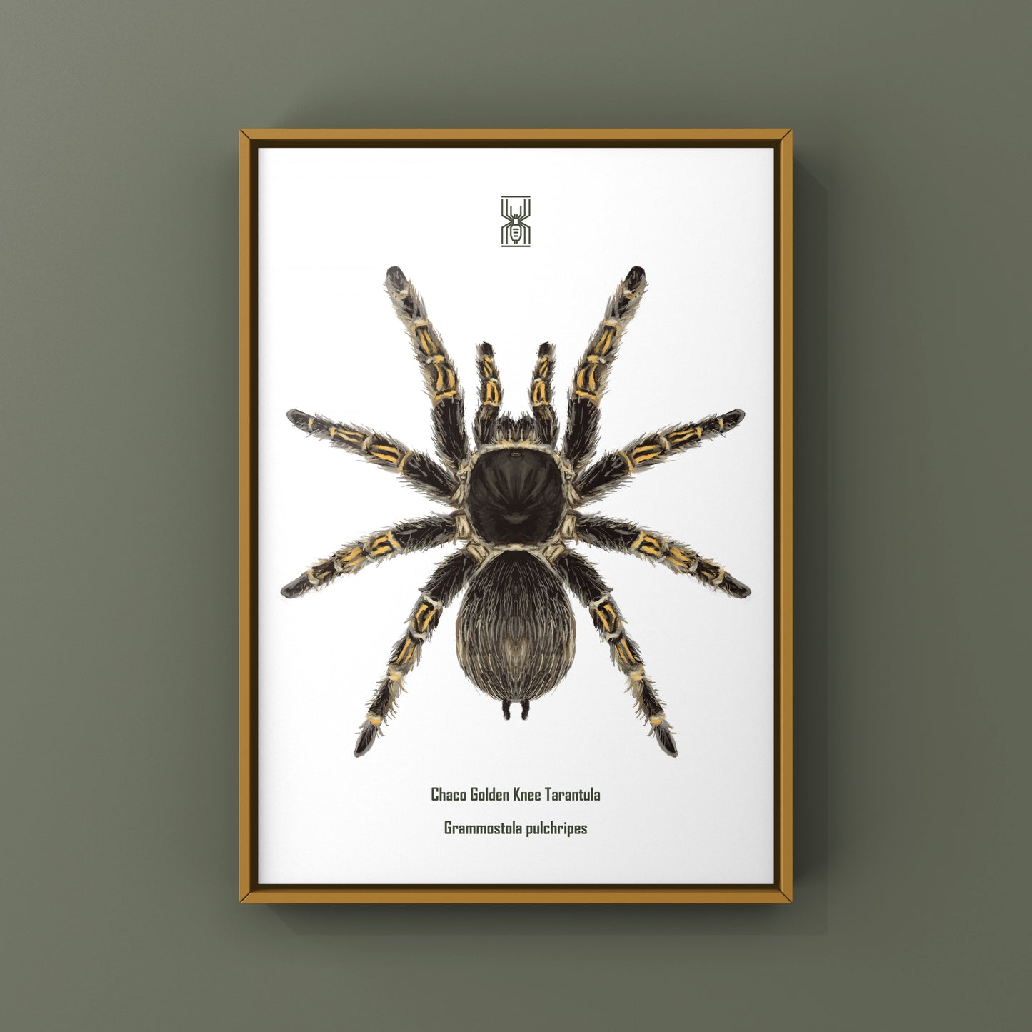 Chaco Golden Knee Tarantula, Grammostola Pulchripes, Photographic Art Print from The Silk Ranch