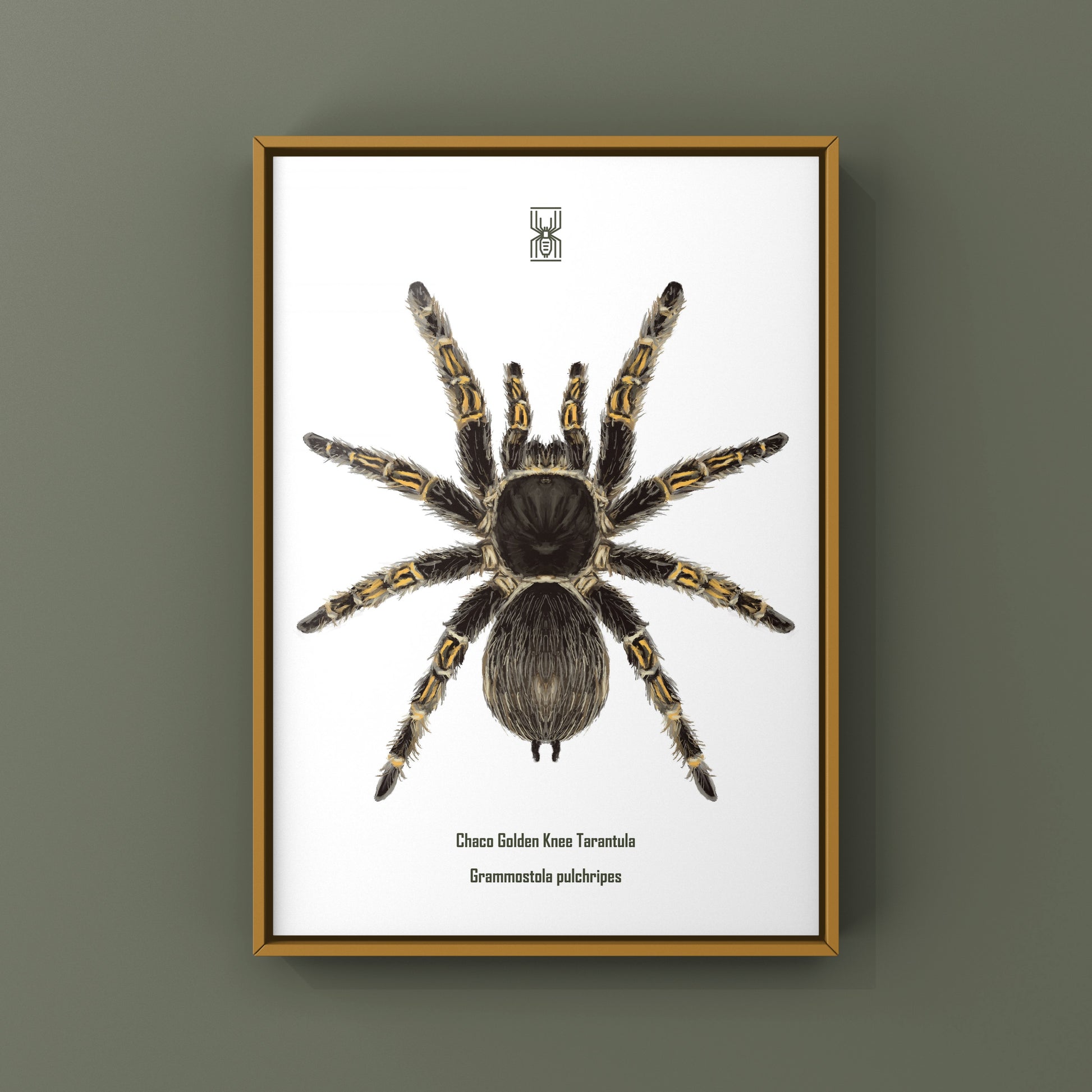 Chaco Golden Knee Tarantula, Grammostola Pulchripes, Photographic Art Print from The Silk Ranch