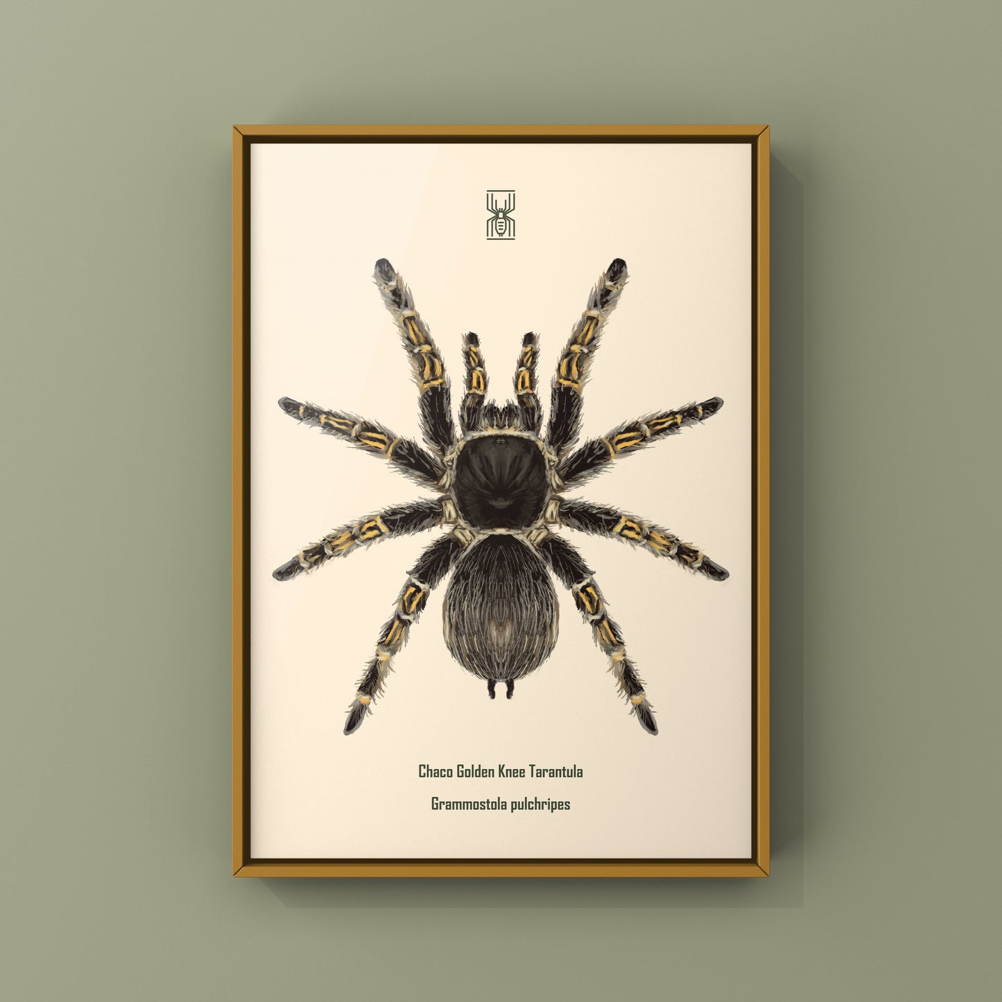 Chaco Golden Knee Tarantula, Grammostola Pulchripes, Photographic Art Print from The Silk Ranch