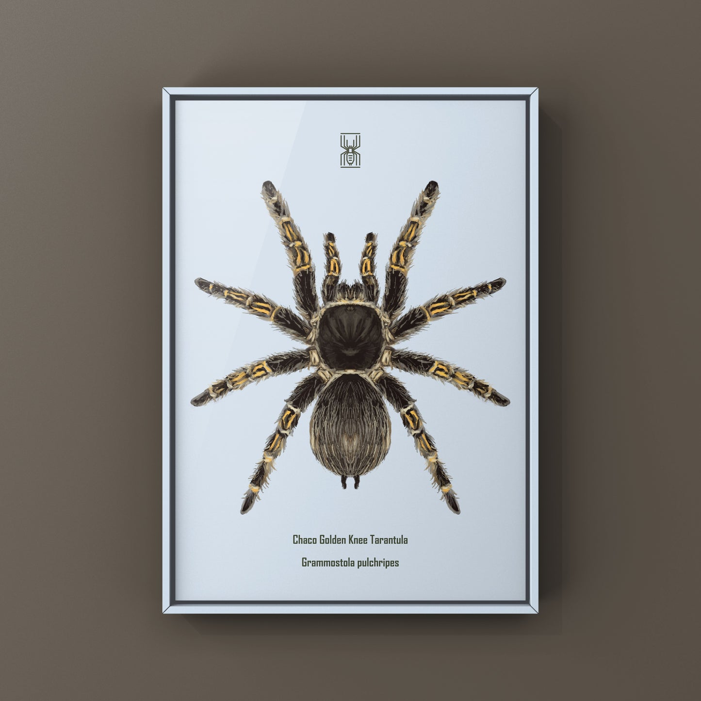 Chaco Golden Knee Tarantula, Grammostola Pulchripes, Photographic Art Print from The Silk Ranch