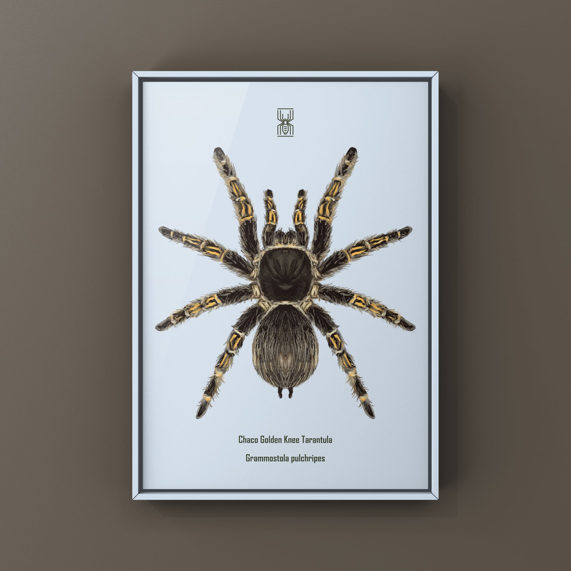 Chaco Golden Knee Tarantula, Grammostola Pulchripes, Photographic Art Print from The Silk Ranch