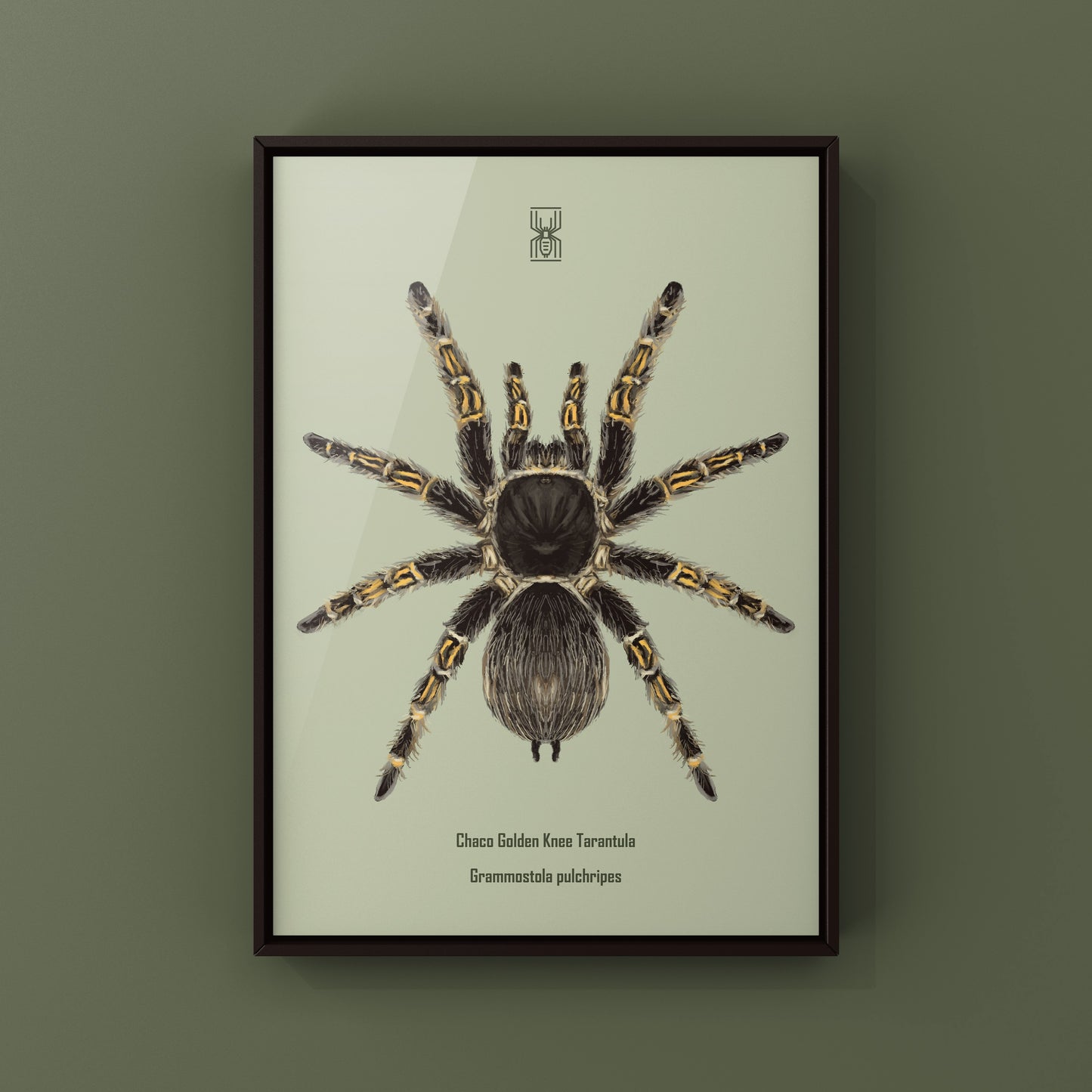 Chaco Golden Knee Tarantula, Grammostola Pulchripes, Photographic Art Print from The Silk Ranch