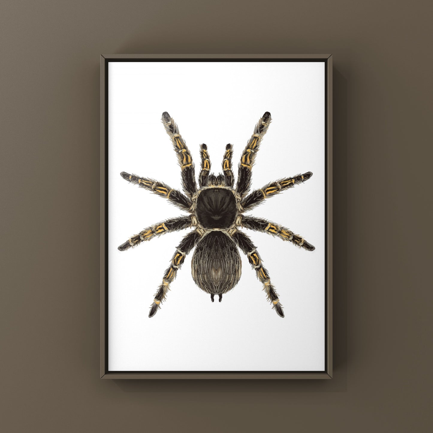 Chaco Golden Knee Tarantula, Grammostola Pulchripes, Photographic Art Print from The Silk Ranch