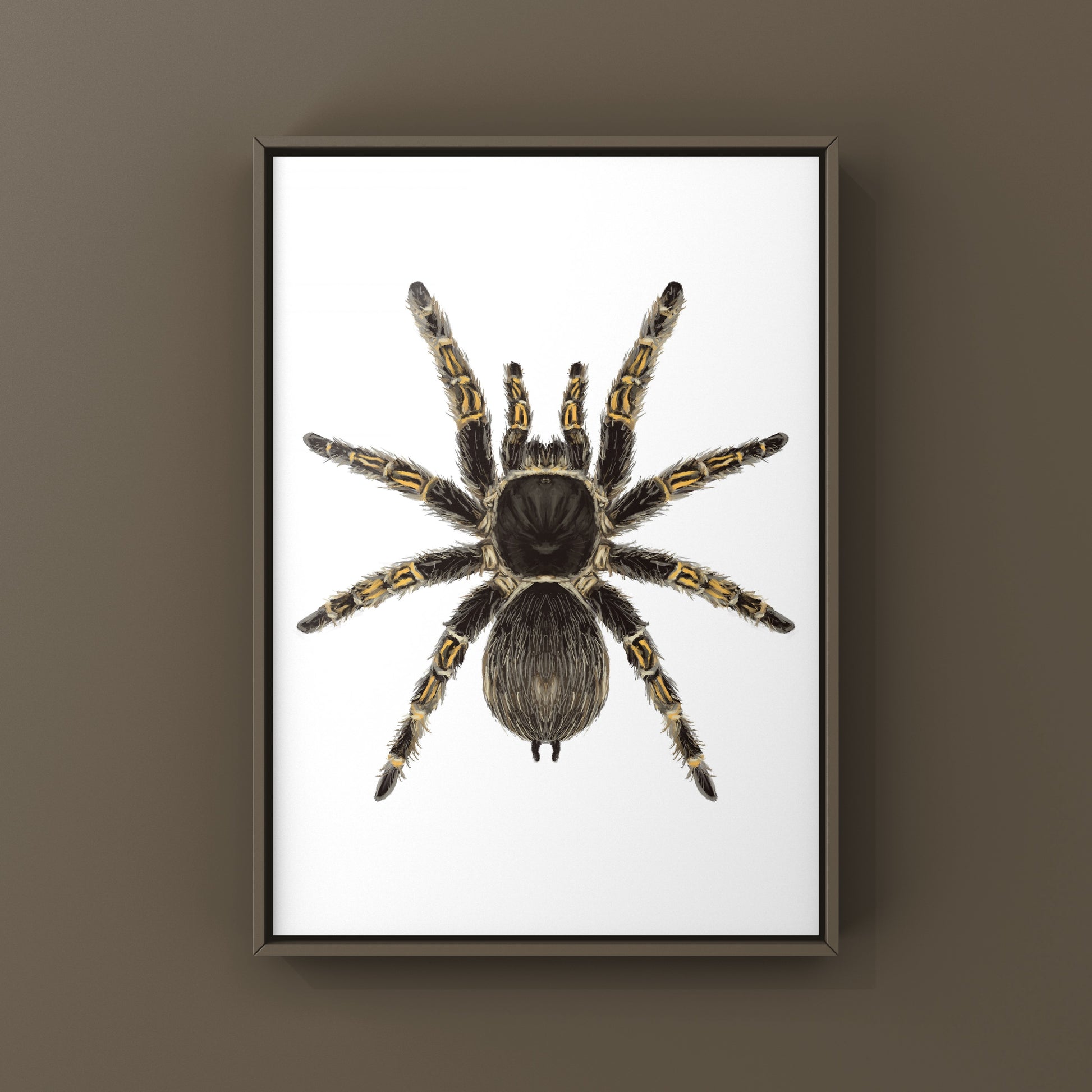 Chaco Golden Knee Tarantula, Grammostola Pulchripes, Photographic Art Print from The Silk Ranch