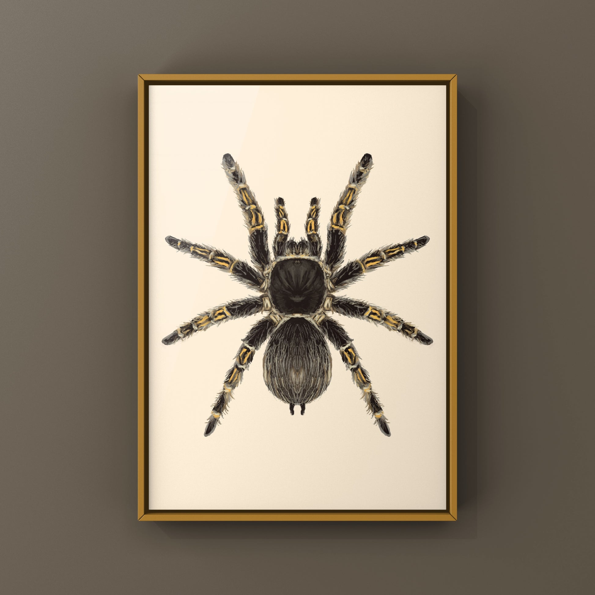 Chaco Golden Knee Tarantula, Grammostola Pulchripes, Photographic Art Print from The Silk Ranch