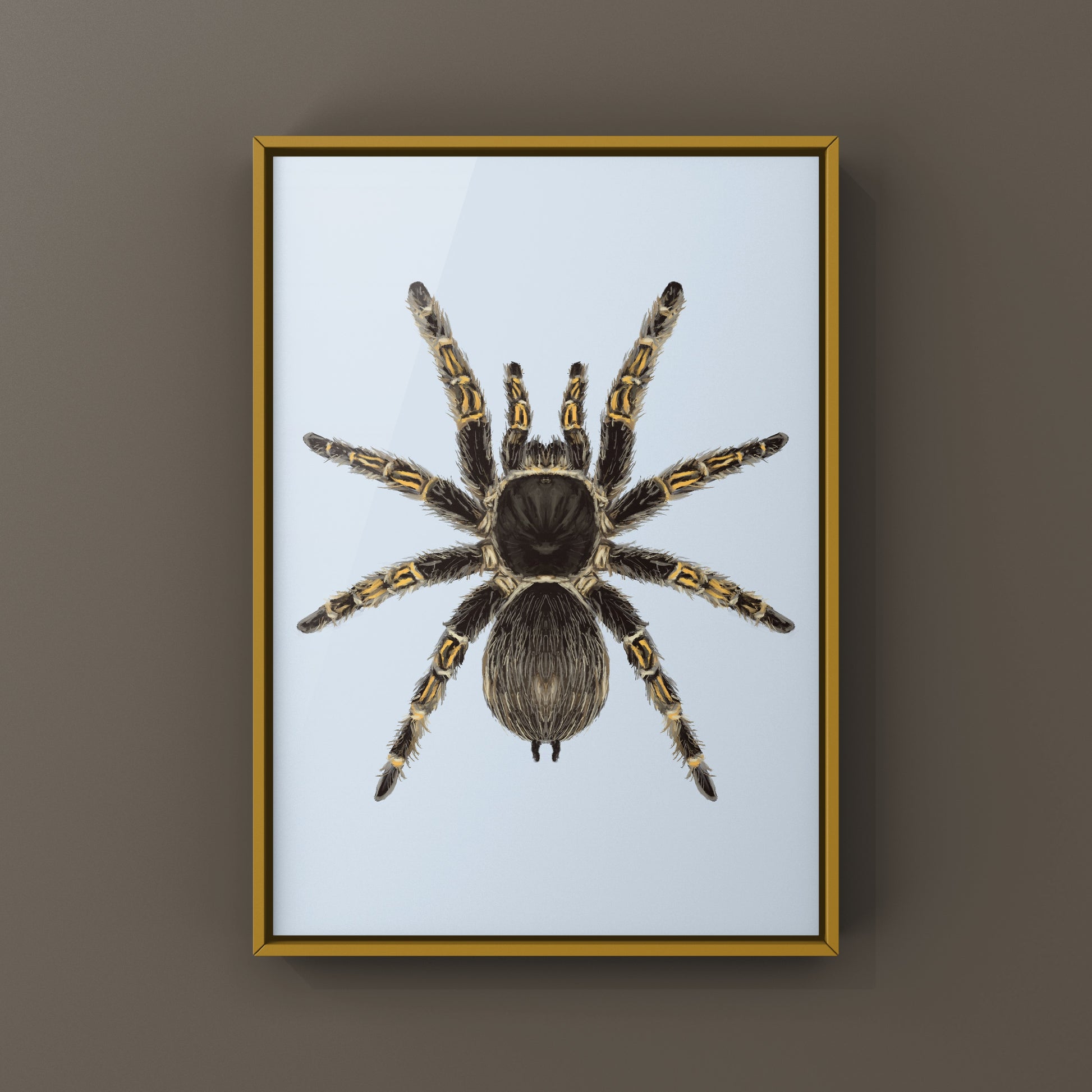 Chaco Golden Knee Tarantula, Grammostola Pulchripes, Photographic Art Print from The Silk Ranch
