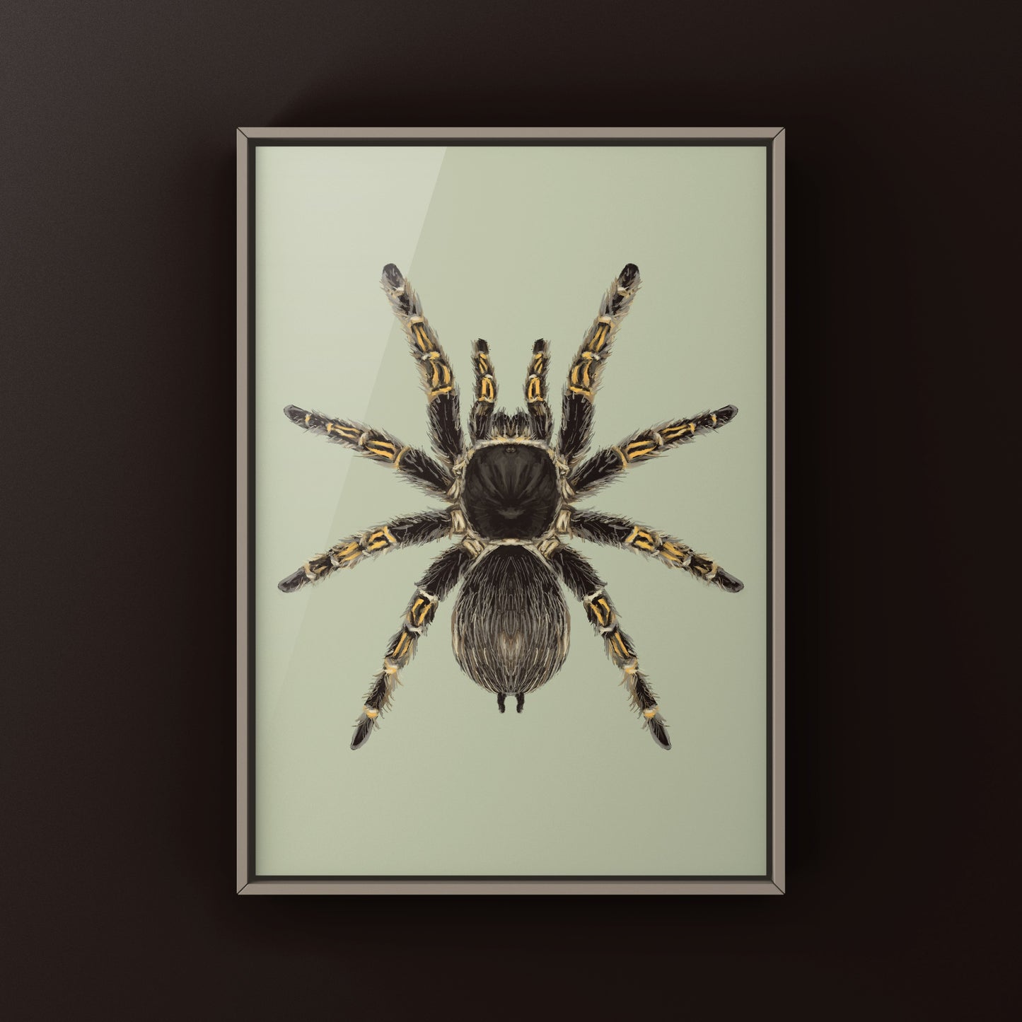 Chaco Golden Knee Tarantula, Grammostola Pulchripes, Photographic Art Print from The Silk Ranch