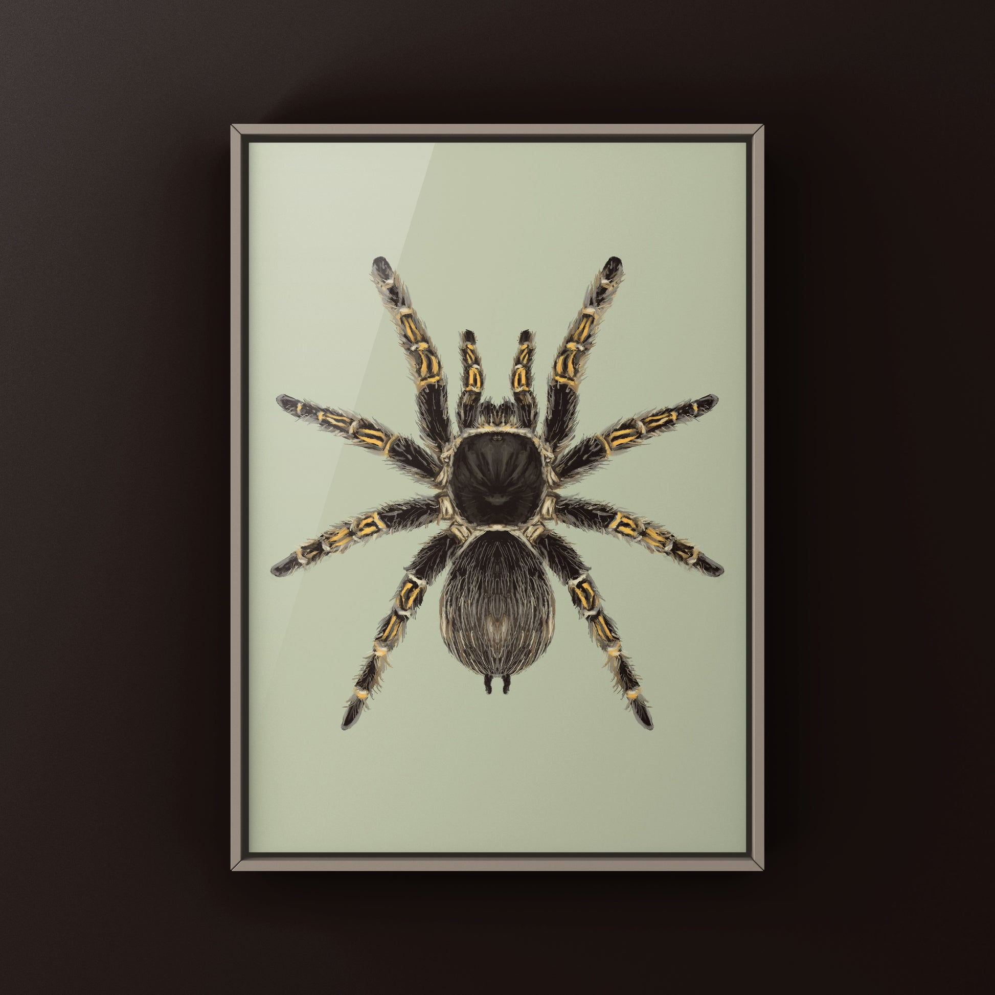 Chaco Golden Knee Tarantula, Grammostola Pulchripes, Photographic Art Print from The Silk Ranch