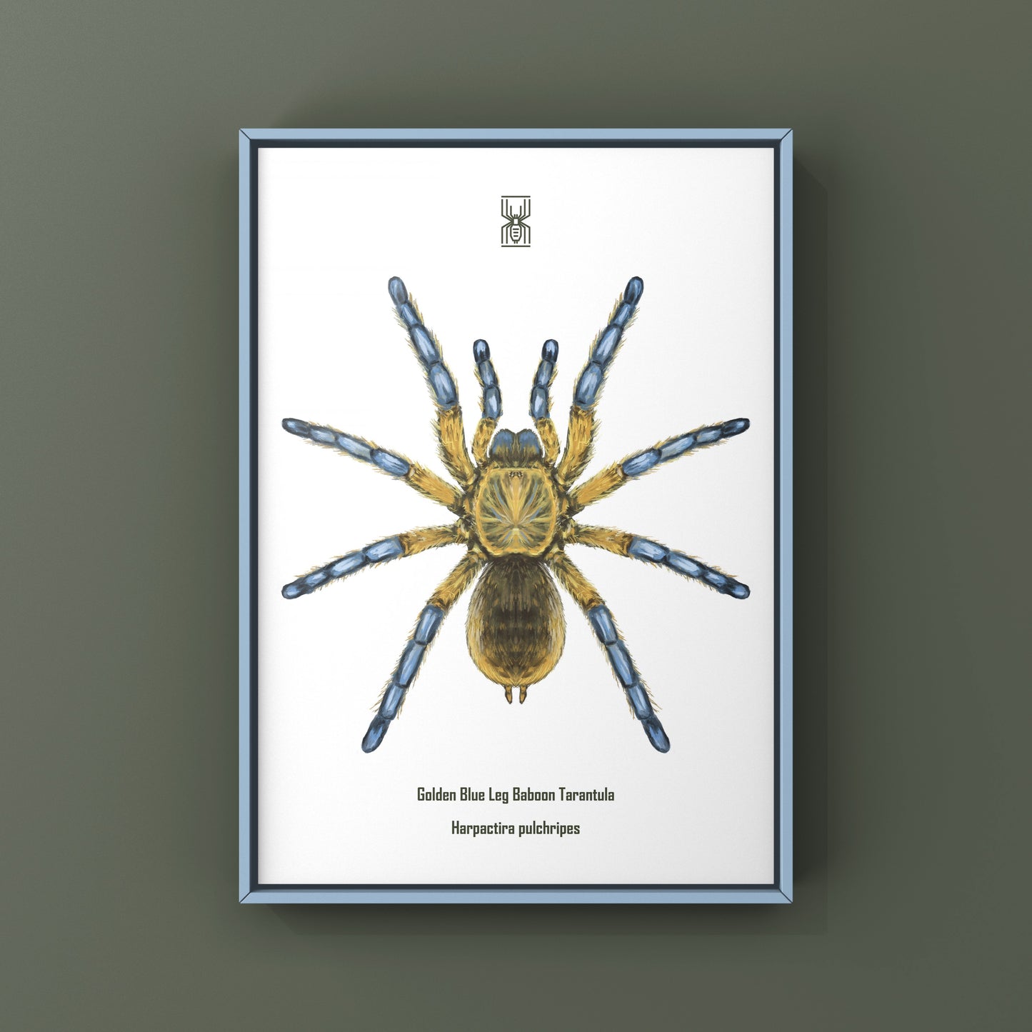 Golden Blue Leg Baboon Tarantula, Harpactira Pulchripes, Photographic Art Print from The Silk Ranch