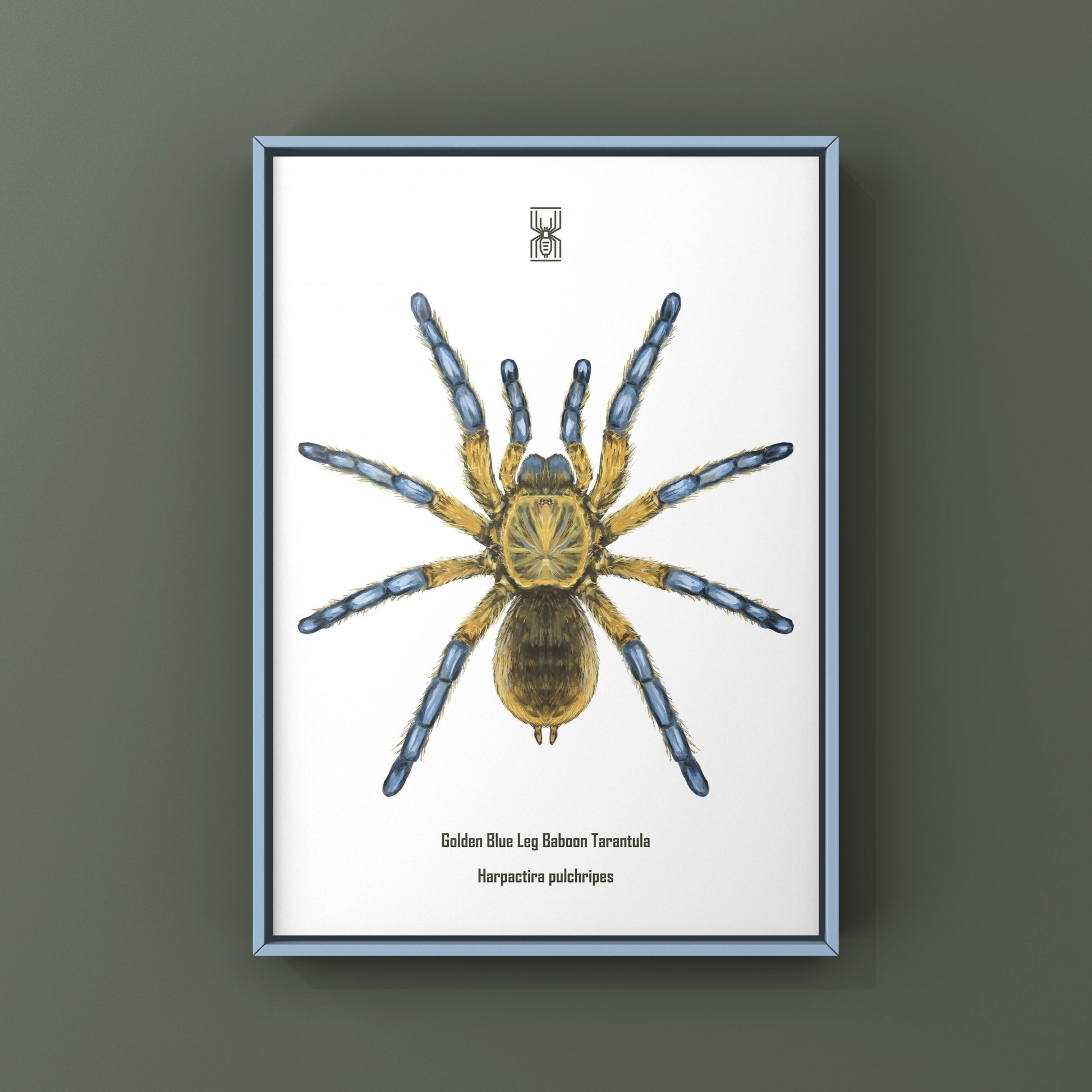 Golden Blue Leg Baboon Tarantula, Harpactira Pulchripes, Photographic Art Print from The Silk Ranch