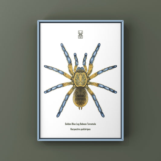 Golden Blue Leg Baboon Tarantula, Harpactira Pulchripes, Photographic Art Print from The Silk Ranch