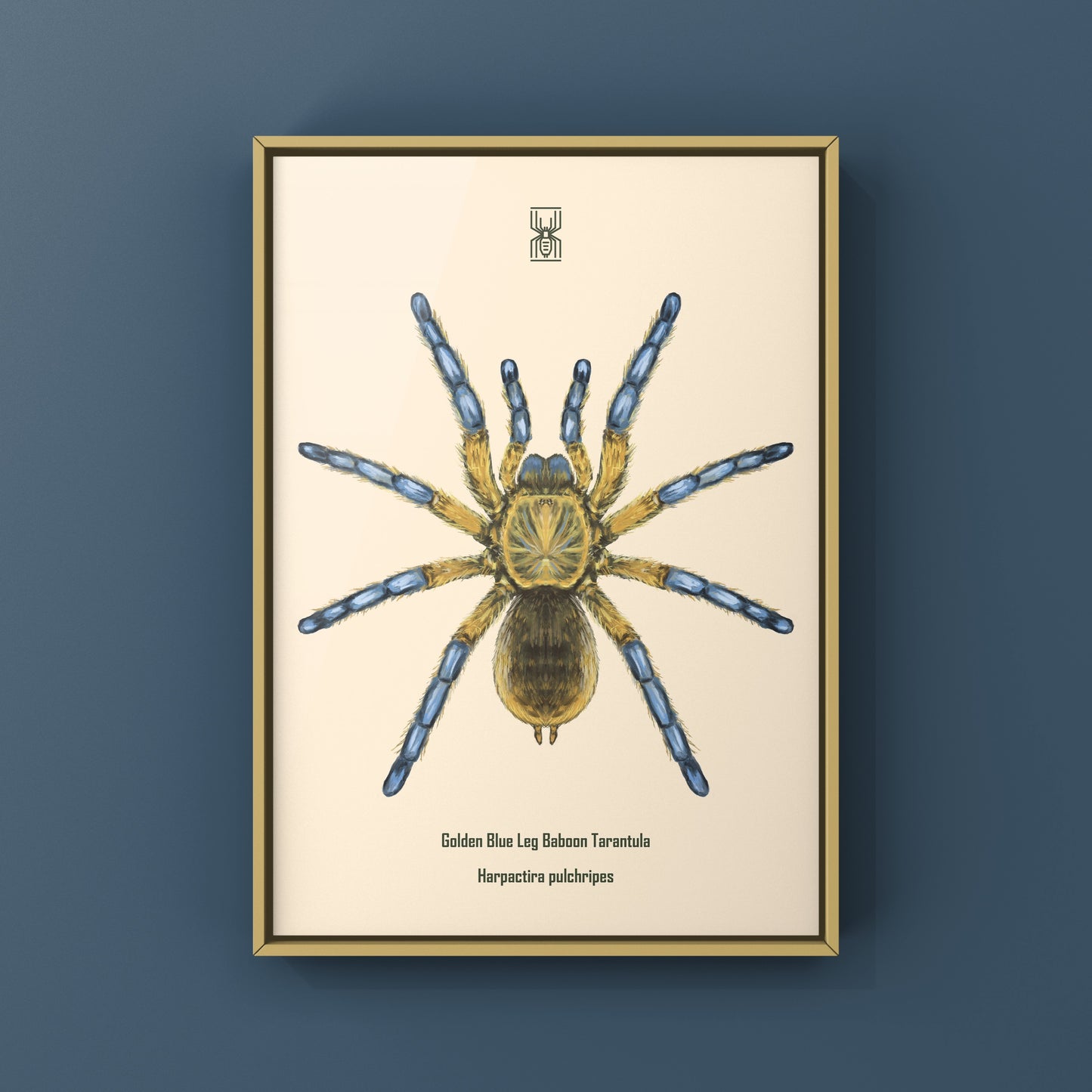 Golden Blue Leg Baboon Tarantula, Harpactira Pulchripes, Photographic Art Print from The Silk Ranch