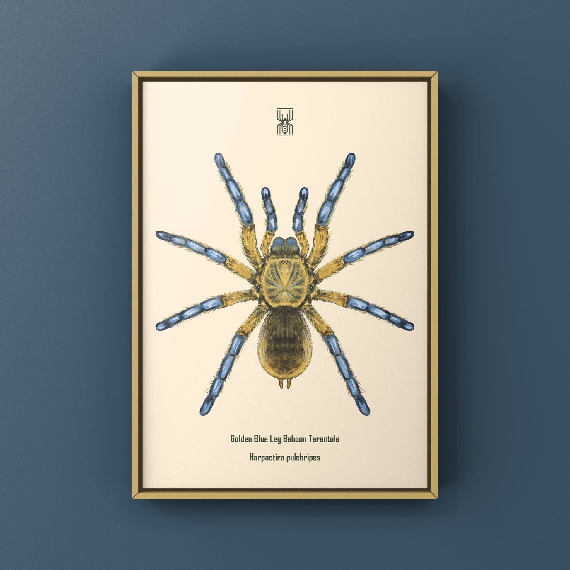 Golden Blue Leg Baboon Tarantula, Harpactira Pulchripes, Photographic Art Print from The Silk Ranch