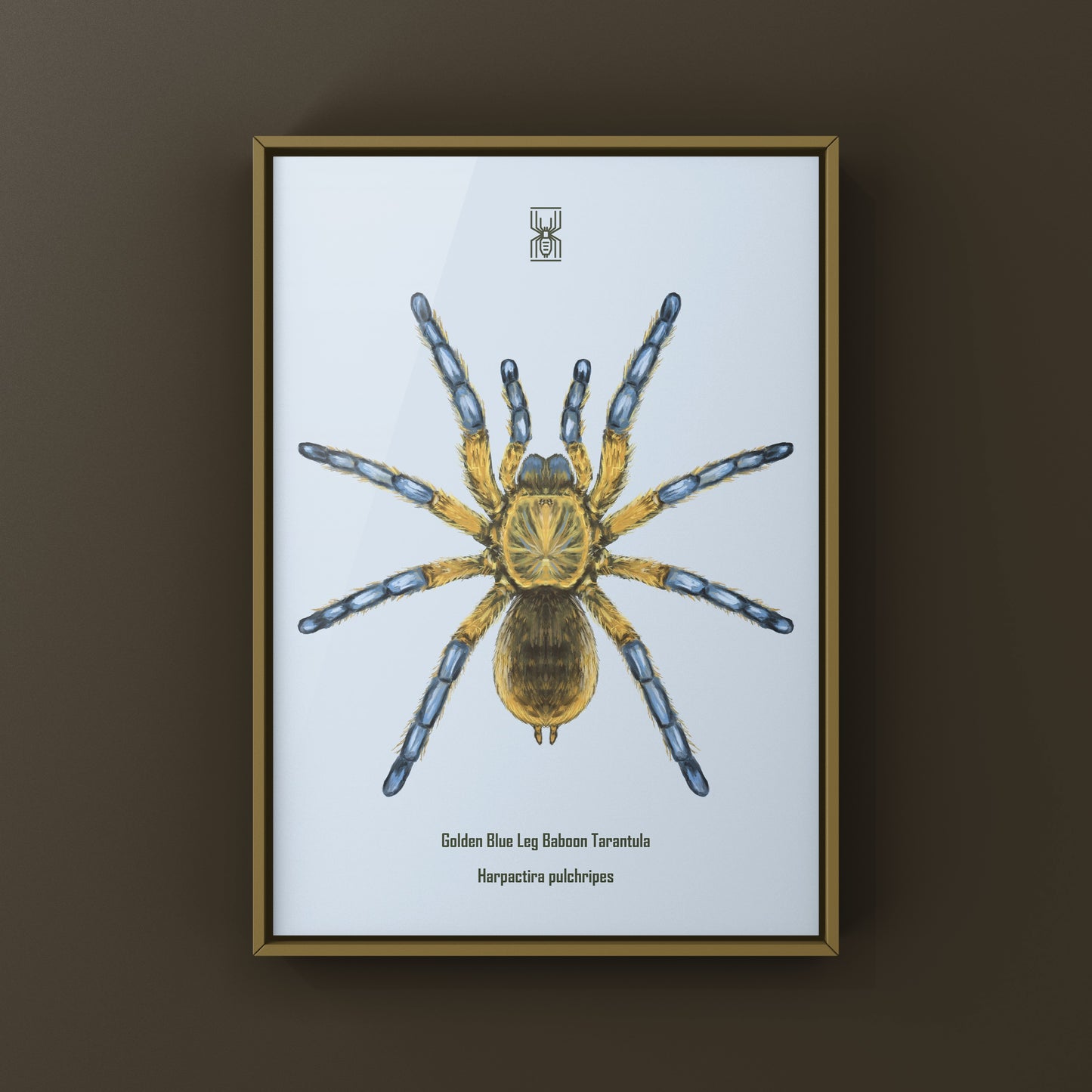 Golden Blue Leg Baboon Tarantula, Harpactira Pulchripes, Photographic Art Print from The Silk Ranch