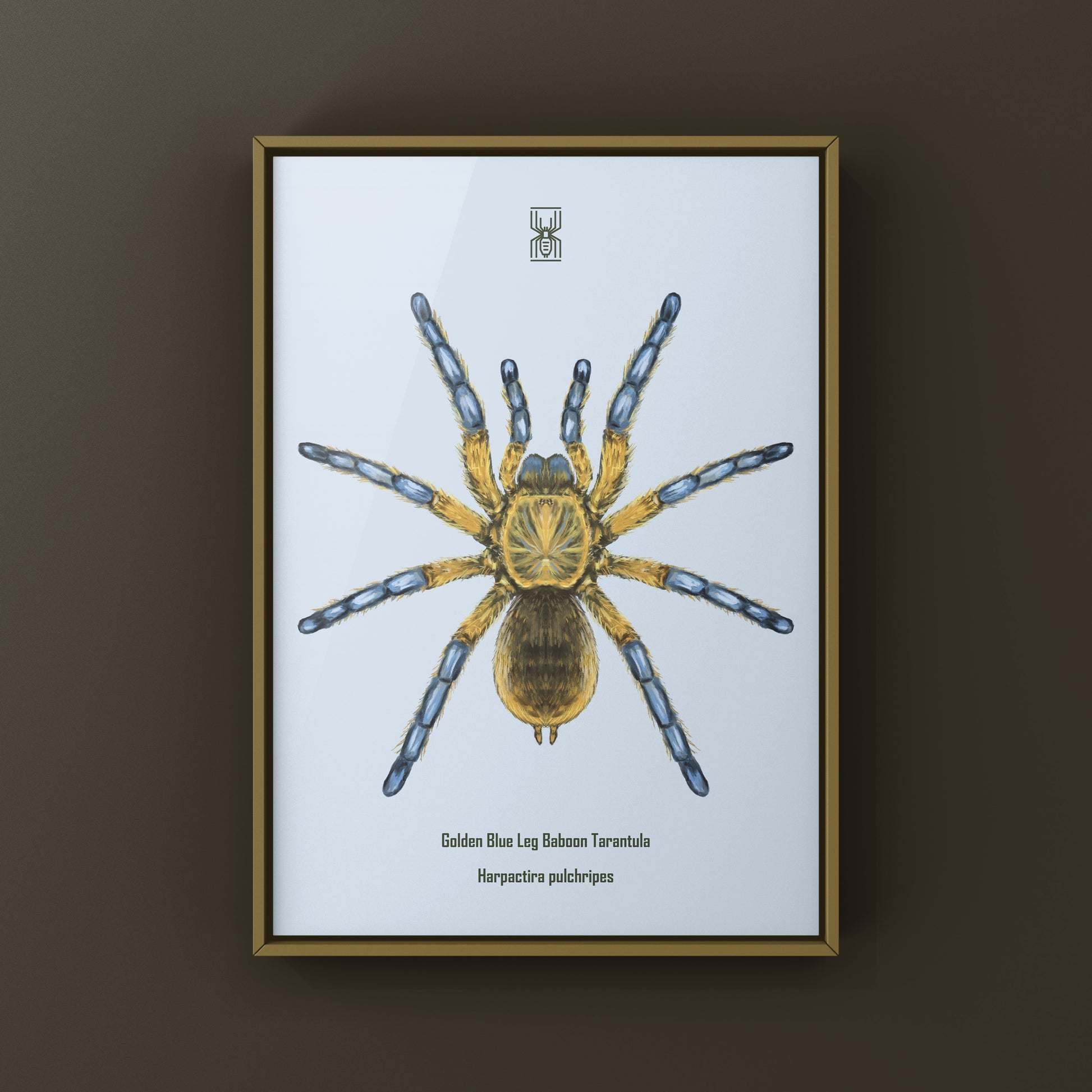 Golden Blue Leg Baboon Tarantula, Harpactira Pulchripes, Photographic Art Print from The Silk Ranch