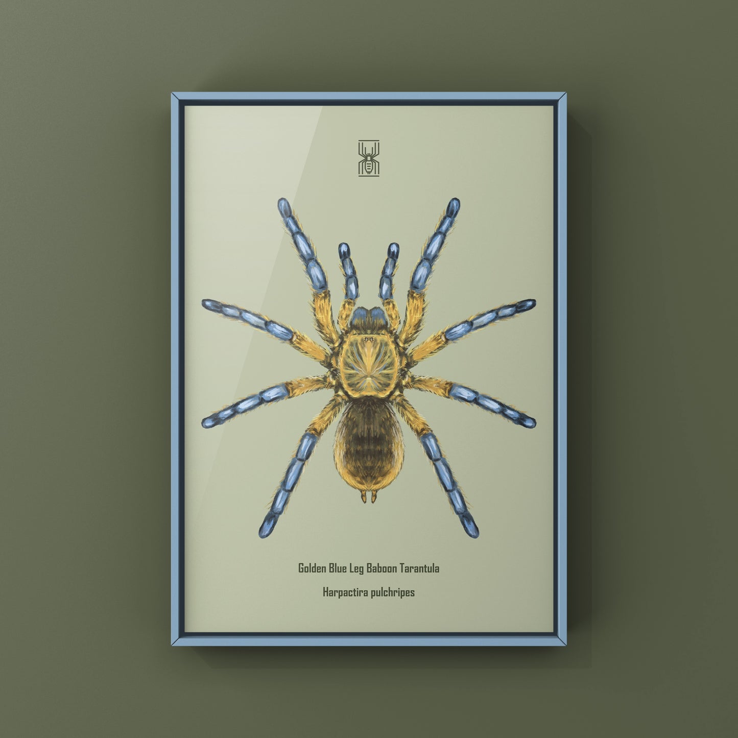 Golden Blue Leg Baboon Tarantula, Harpactira Pulchripes, Photographic Art Print from The Silk Ranch