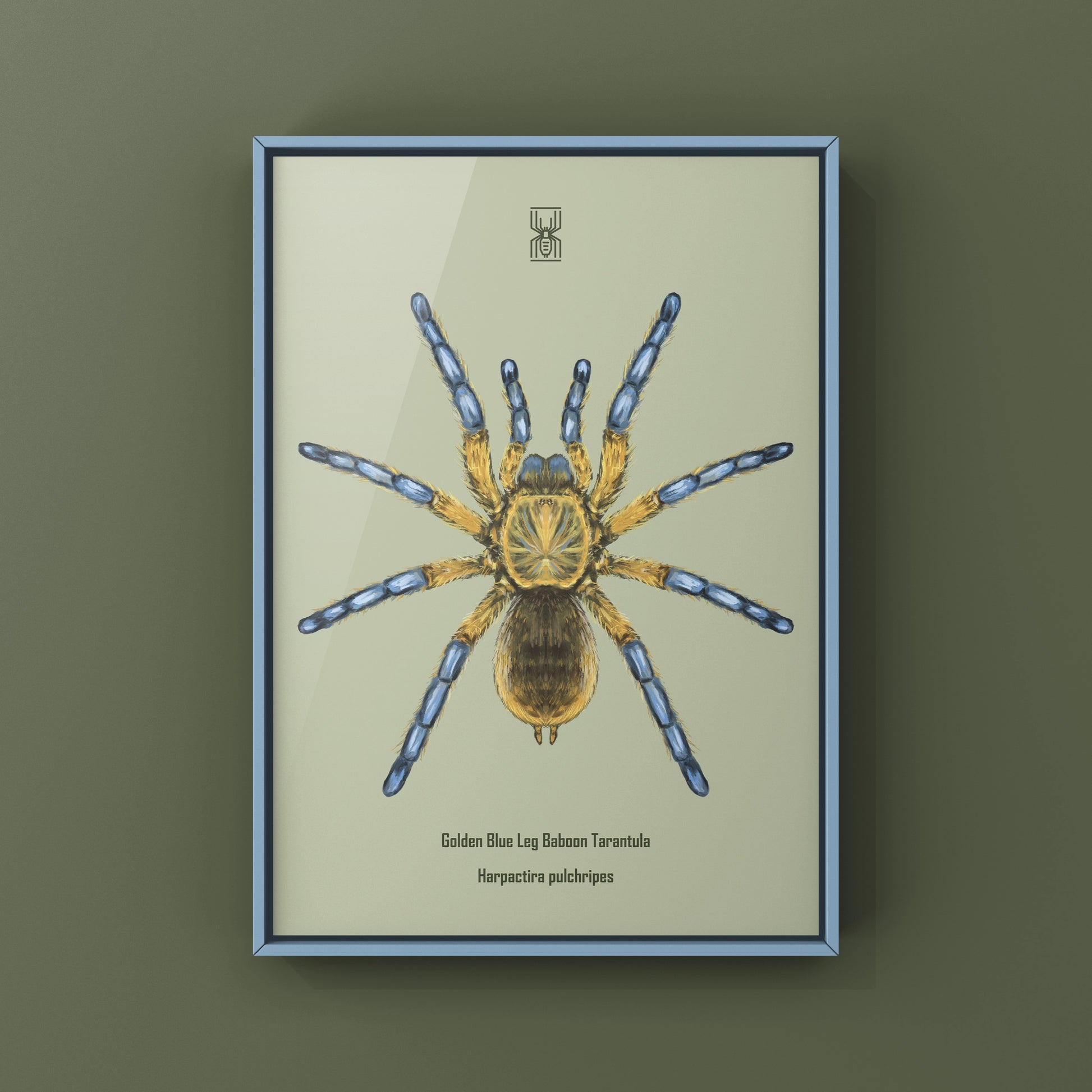 Golden Blue Leg Baboon Tarantula, Harpactira Pulchripes, Photographic Art Print from The Silk Ranch
