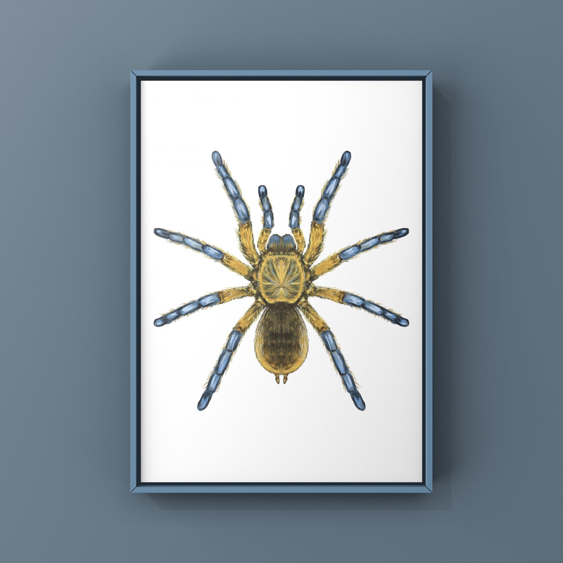 Golden Blue Leg Baboon Tarantula, Harpactira Pulchripes, Photographic Art Print from The Silk Ranch