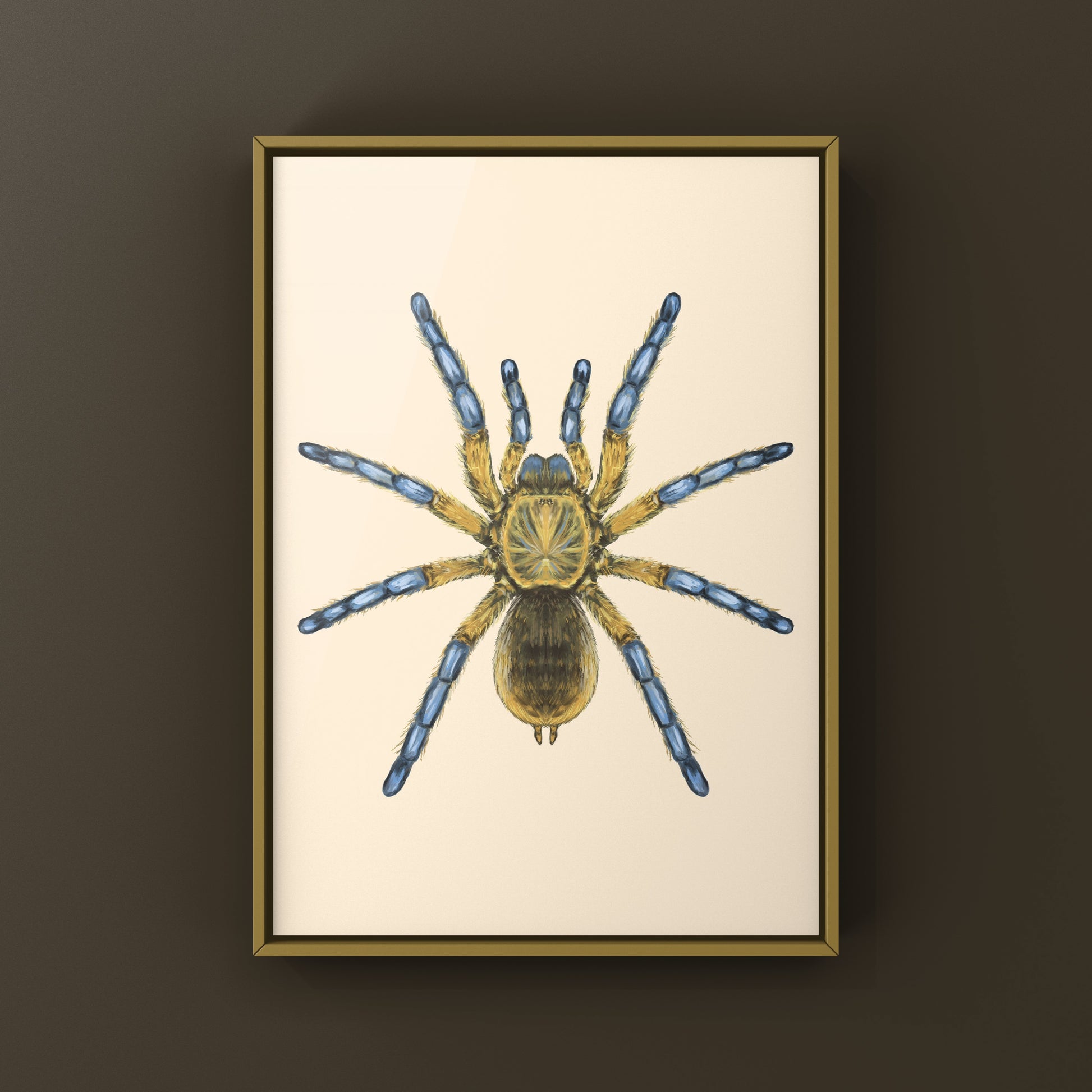 Golden Blue Leg Baboon Tarantula, Harpactira Pulchripes, Photographic Art Print from The Silk Ranch