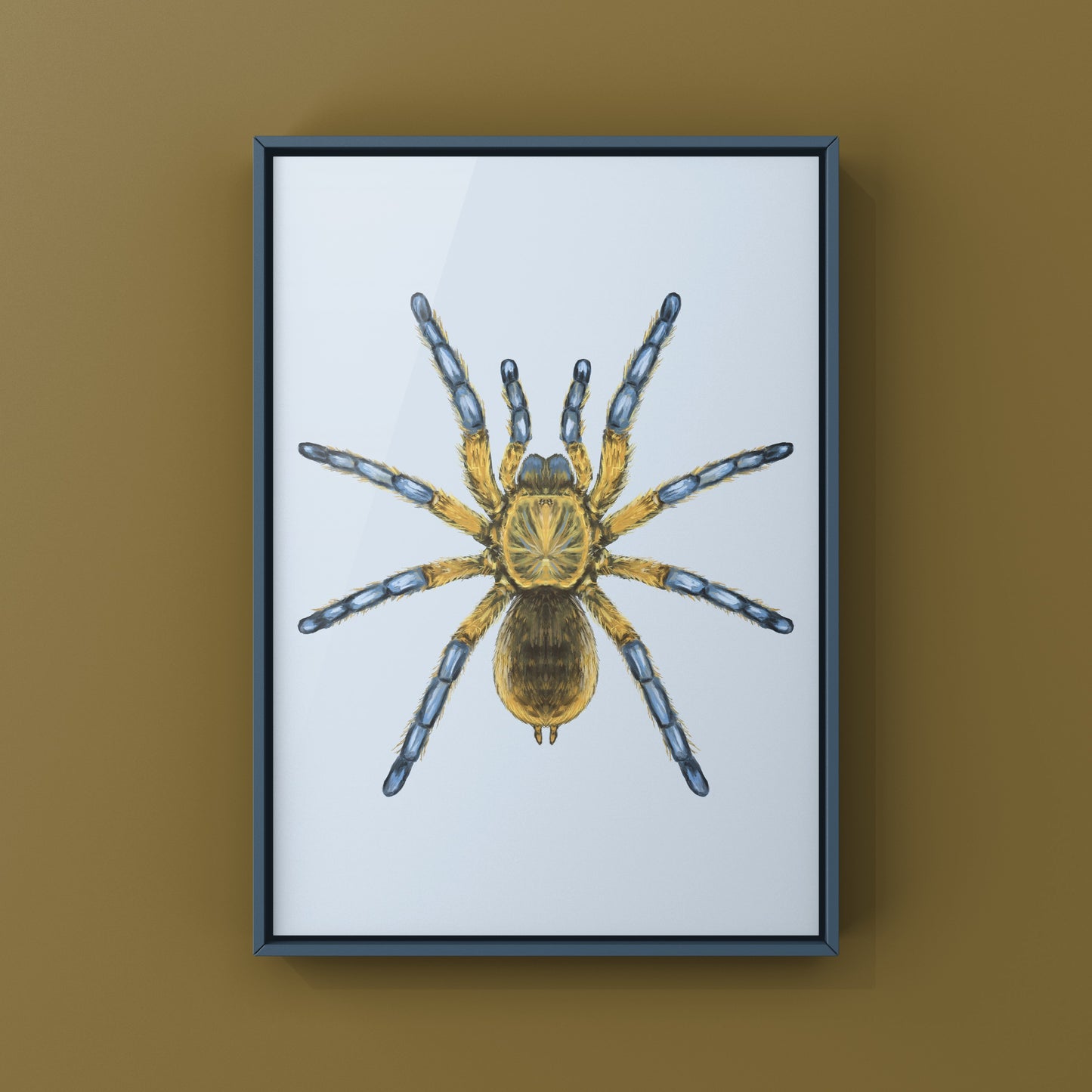 Golden Blue Leg Baboon Tarantula, Harpactira Pulchripes, Photographic Art Print from The Silk Ranch