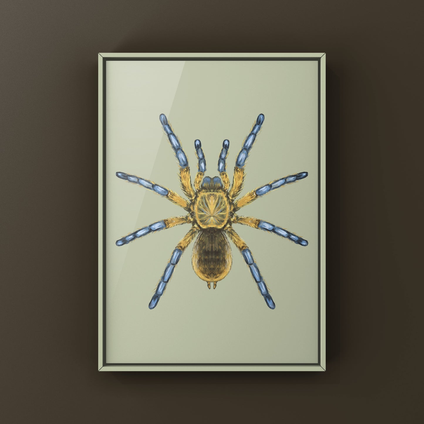 Golden Blue Leg Baboon Tarantula, Harpactira Pulchripes, Photographic Art Print from The Silk Ranch