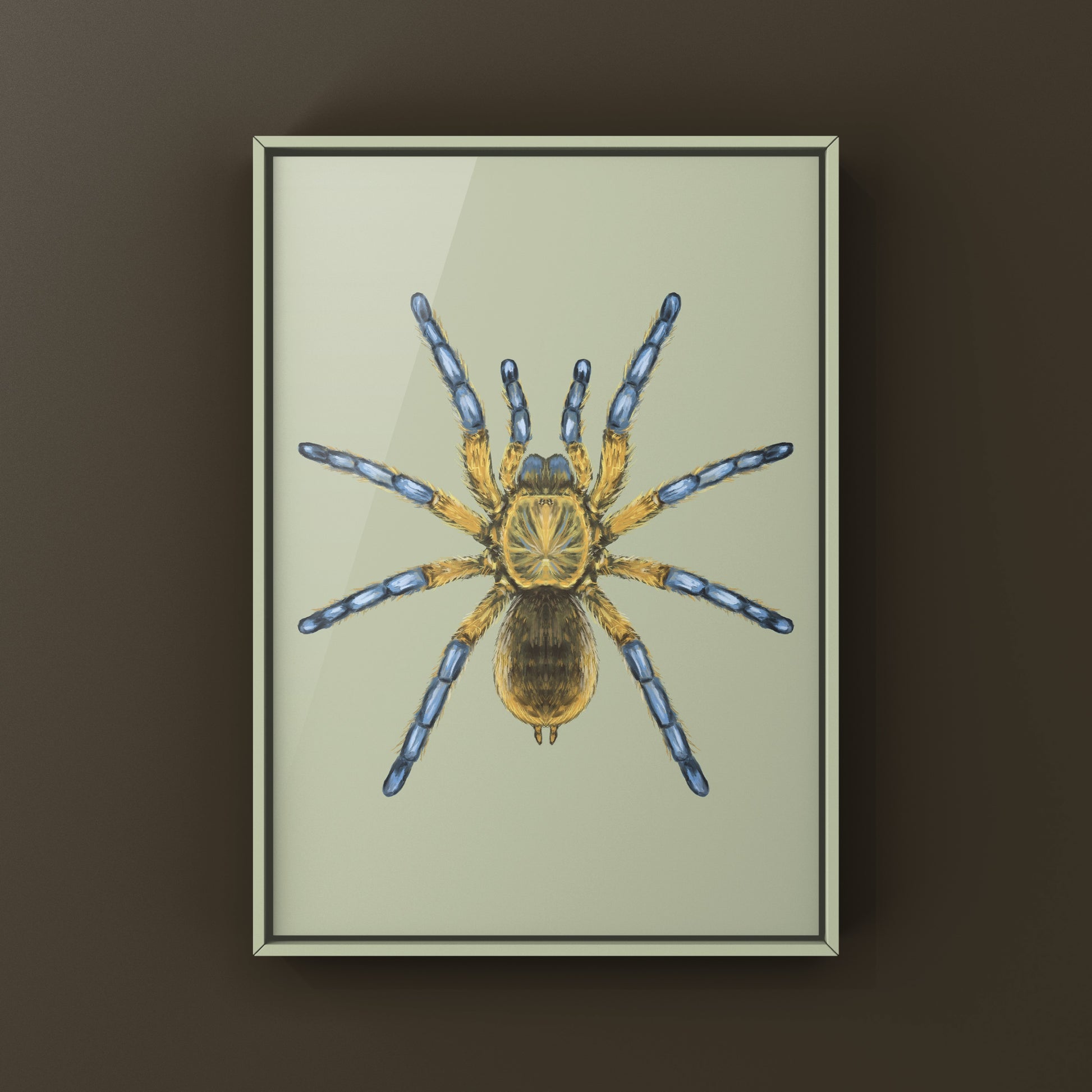 Golden Blue Leg Baboon Tarantula, Harpactira Pulchripes, Photographic Art Print from The Silk Ranch