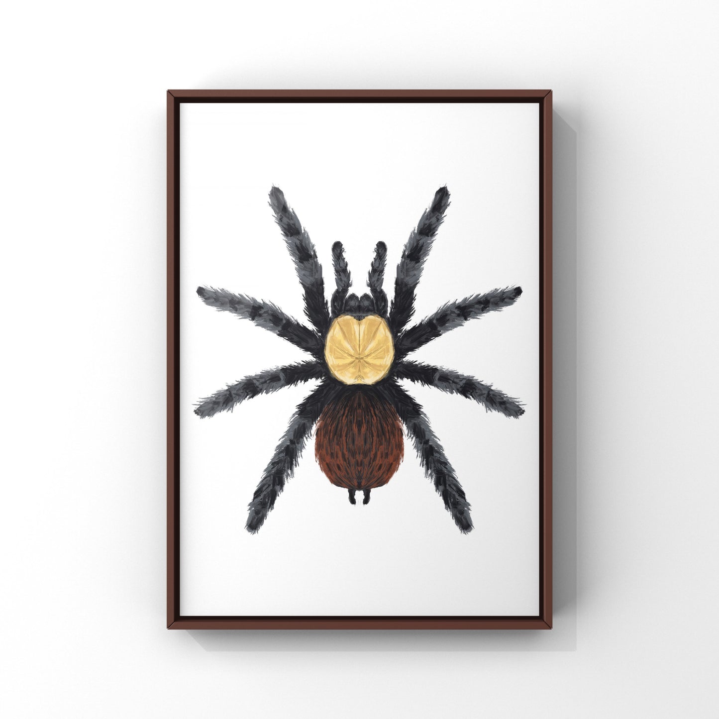 Golden Red Rump Tarantula, Brachypelma Albiceps, Photographic Art Print from The Silk Ranch