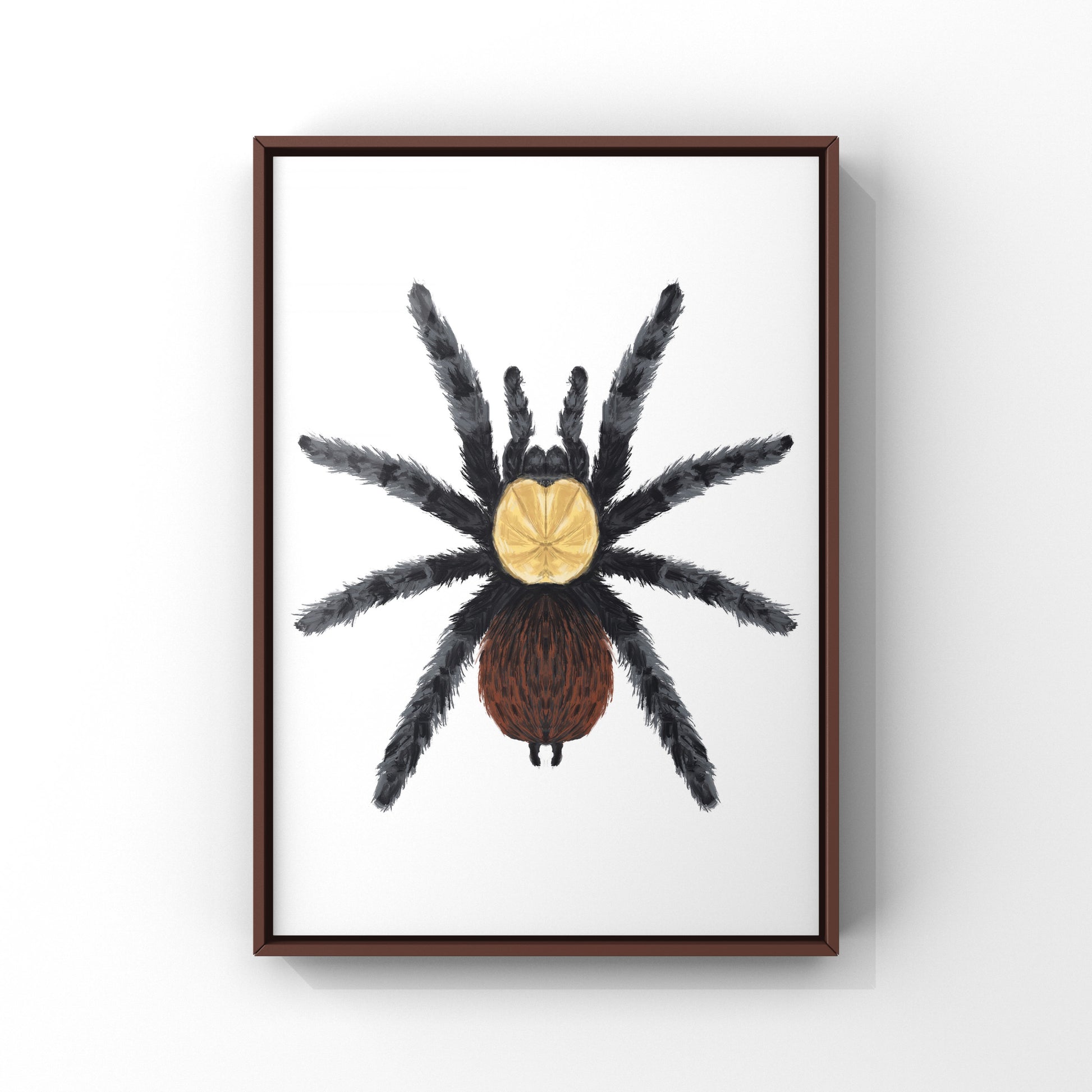 Golden Red Rump Tarantula, Brachypelma Albiceps, Photographic Art Print from The Silk Ranch
