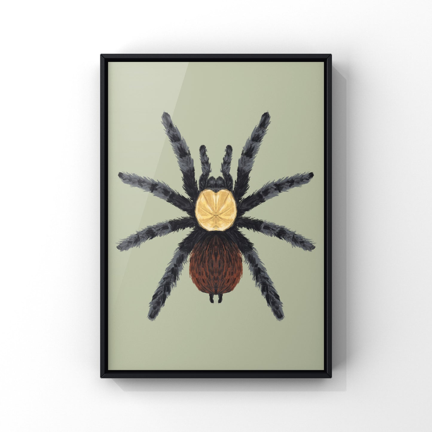 Golden Red Rump Tarantula, Brachypelma Albiceps, Photographic Art Print from The Silk Ranch